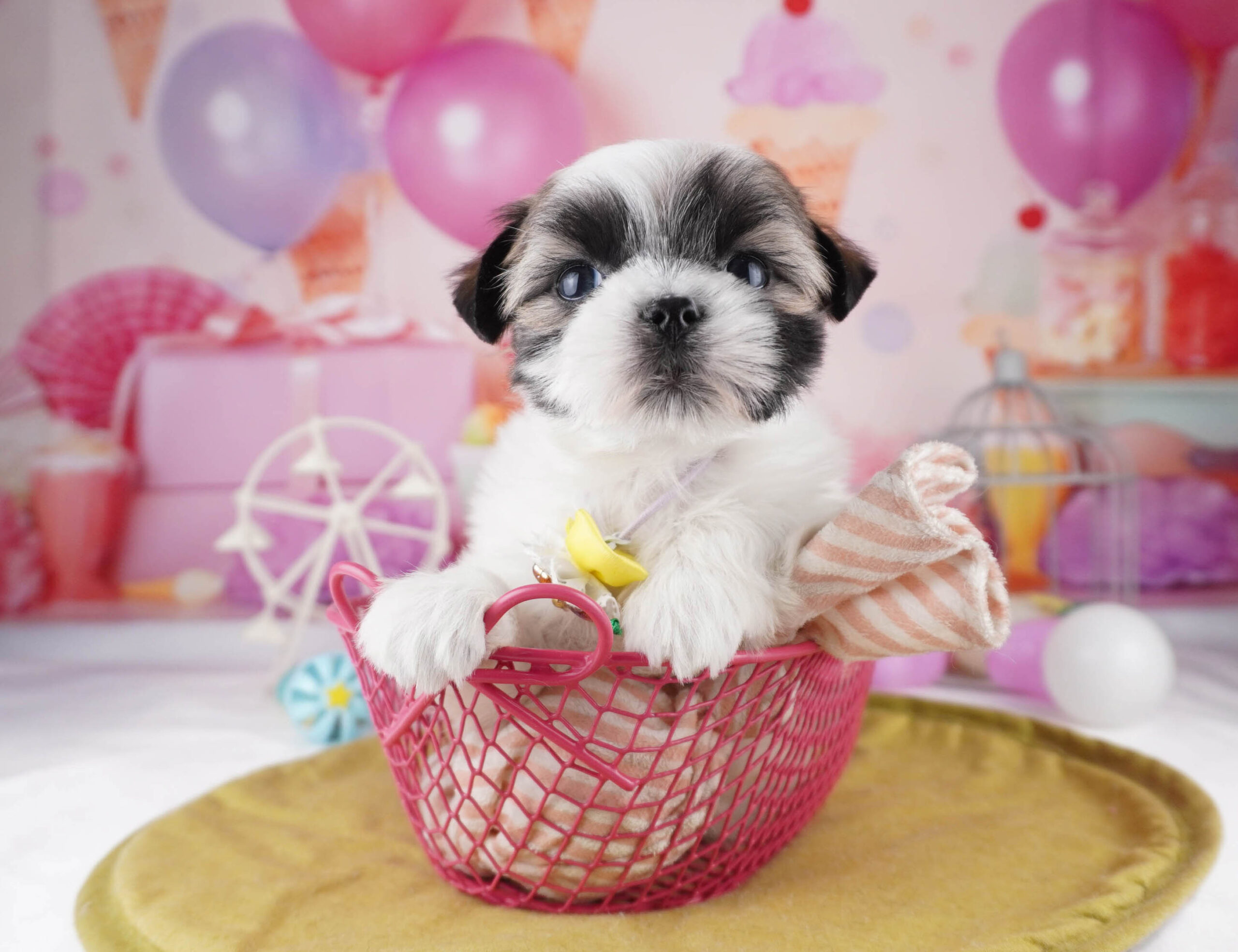 マルズー | 男の子 | ゴールド＆ホワイト | 2025年12月26日