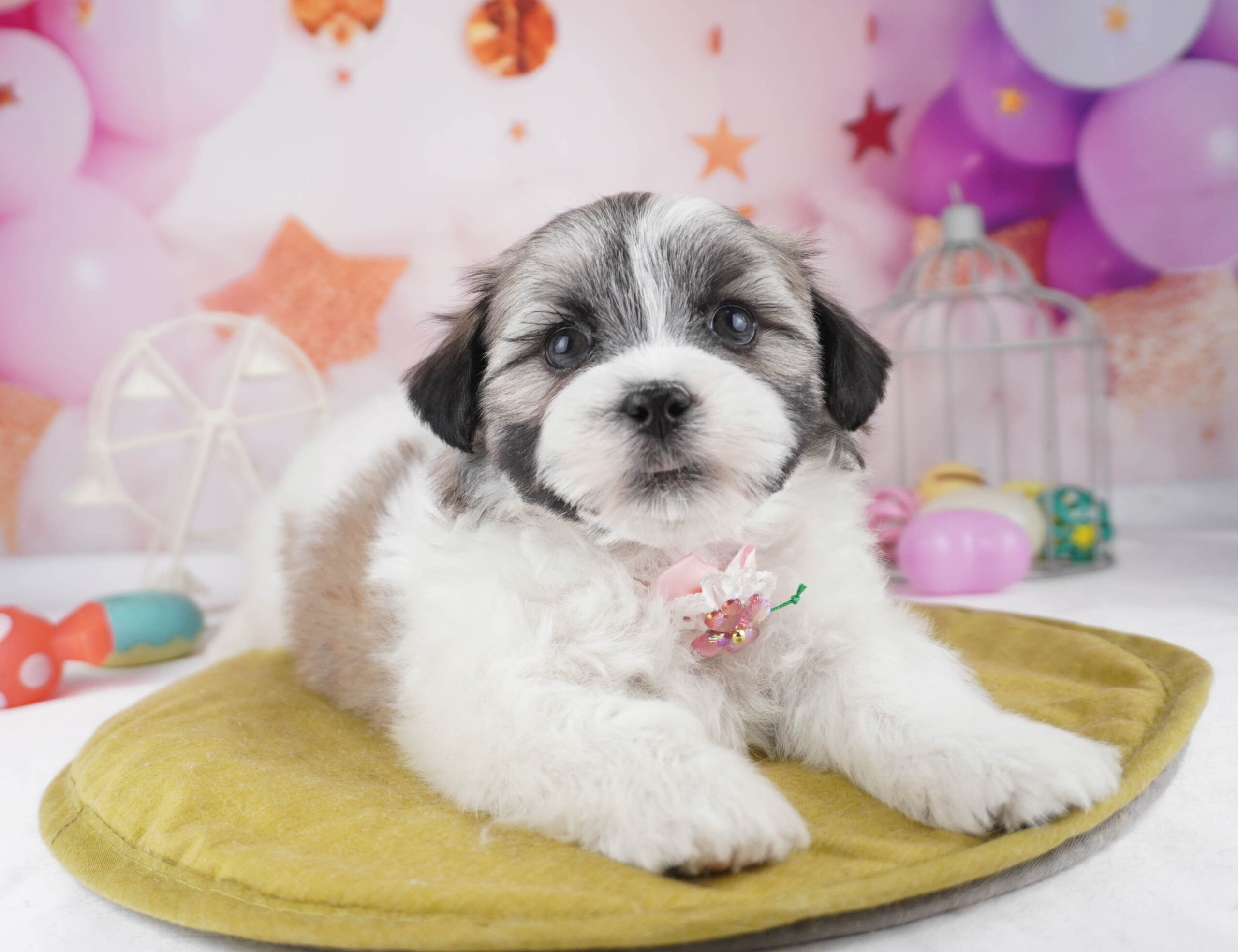 マルズー | 男の子 | ゴールド＆ホワイト | 2025年12月26日