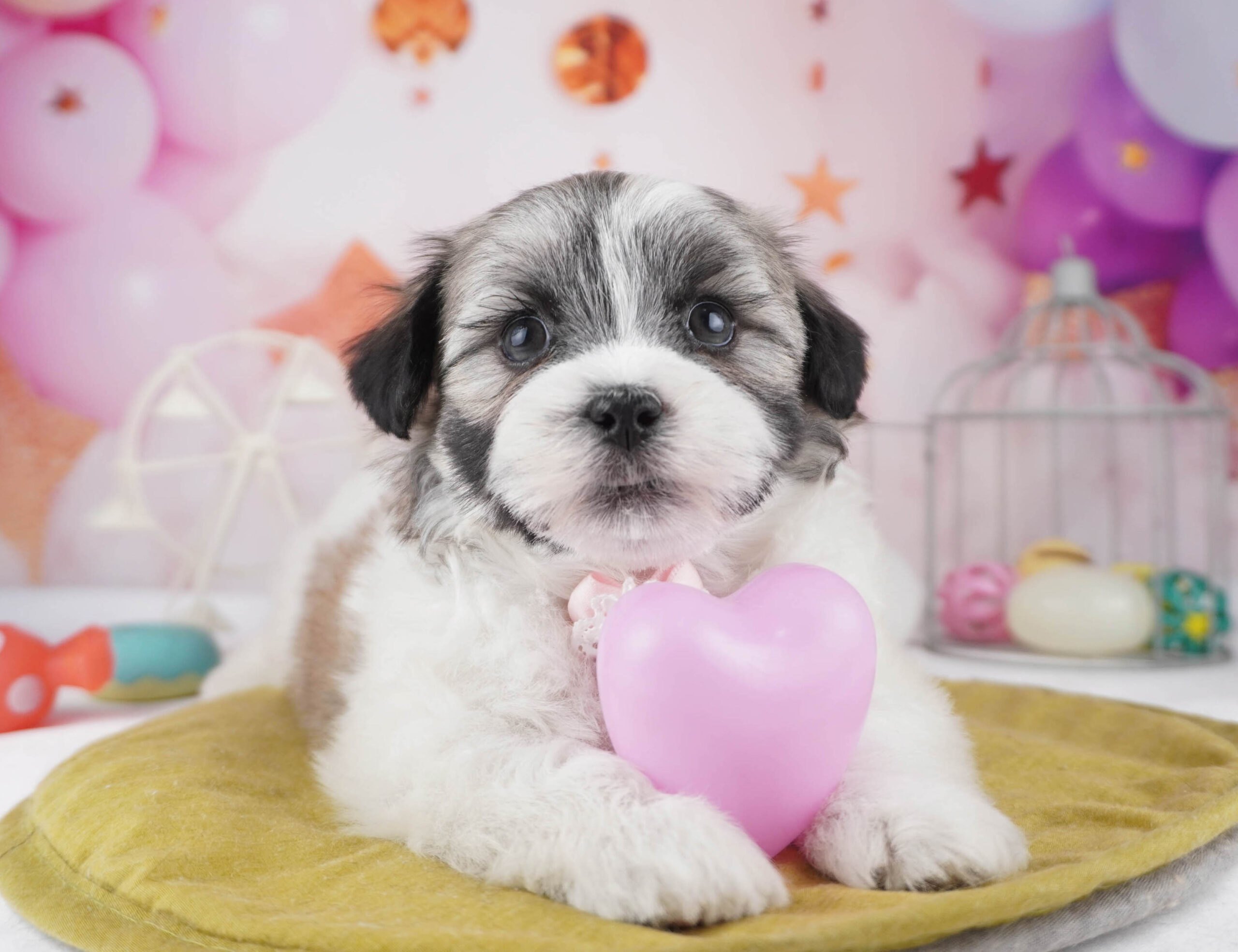 マルズー | 男の子 | ゴールド＆ホワイト | 2025年12月26日