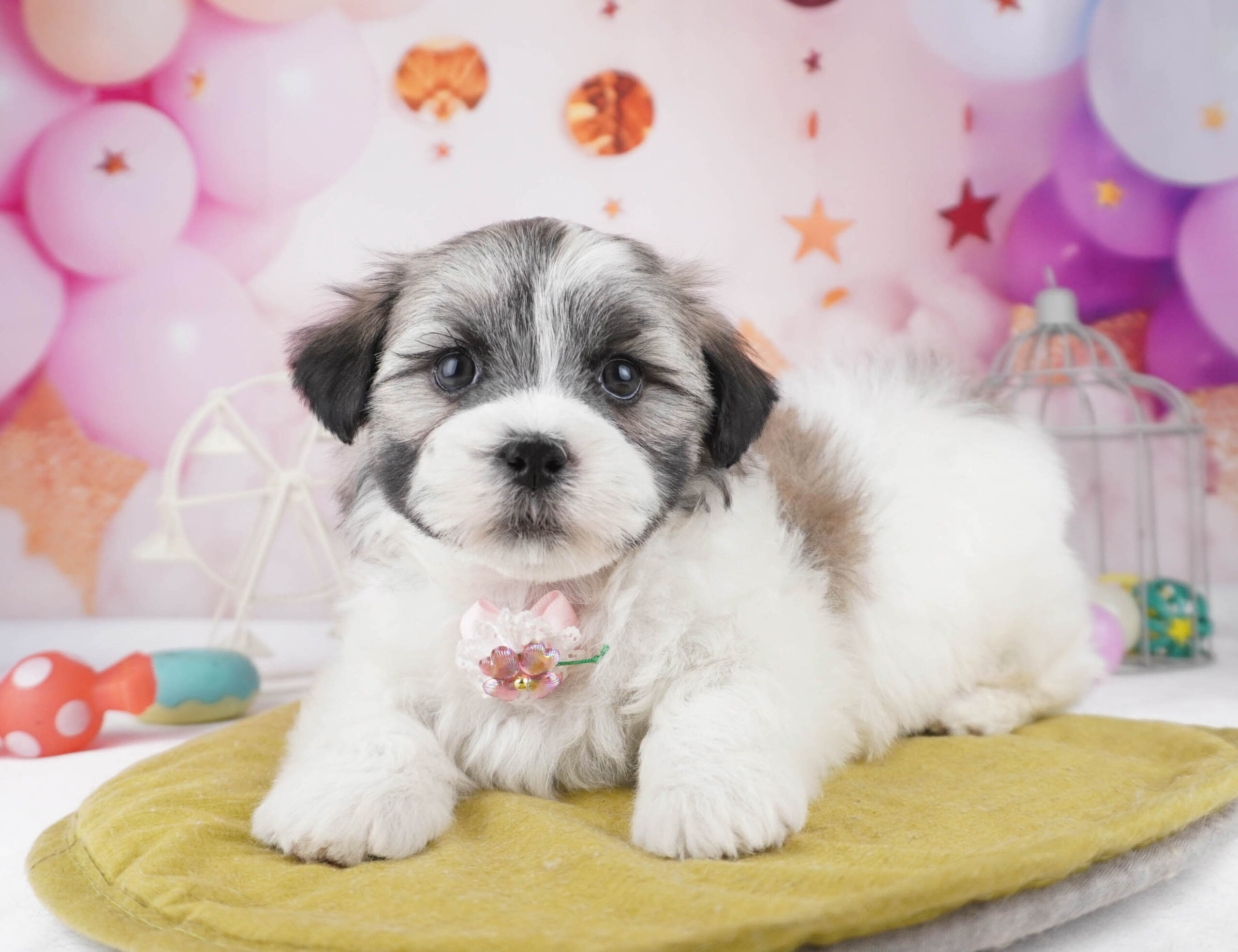 マルズー | 男の子 | ゴールド＆ホワイト | 2025年12月26日