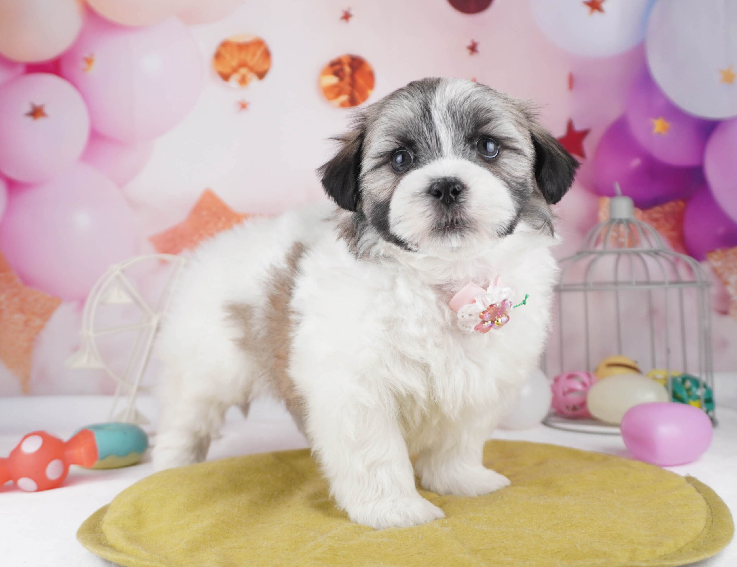 マルズー | 男の子 | ゴールド＆ホワイト | 2025年12月26日