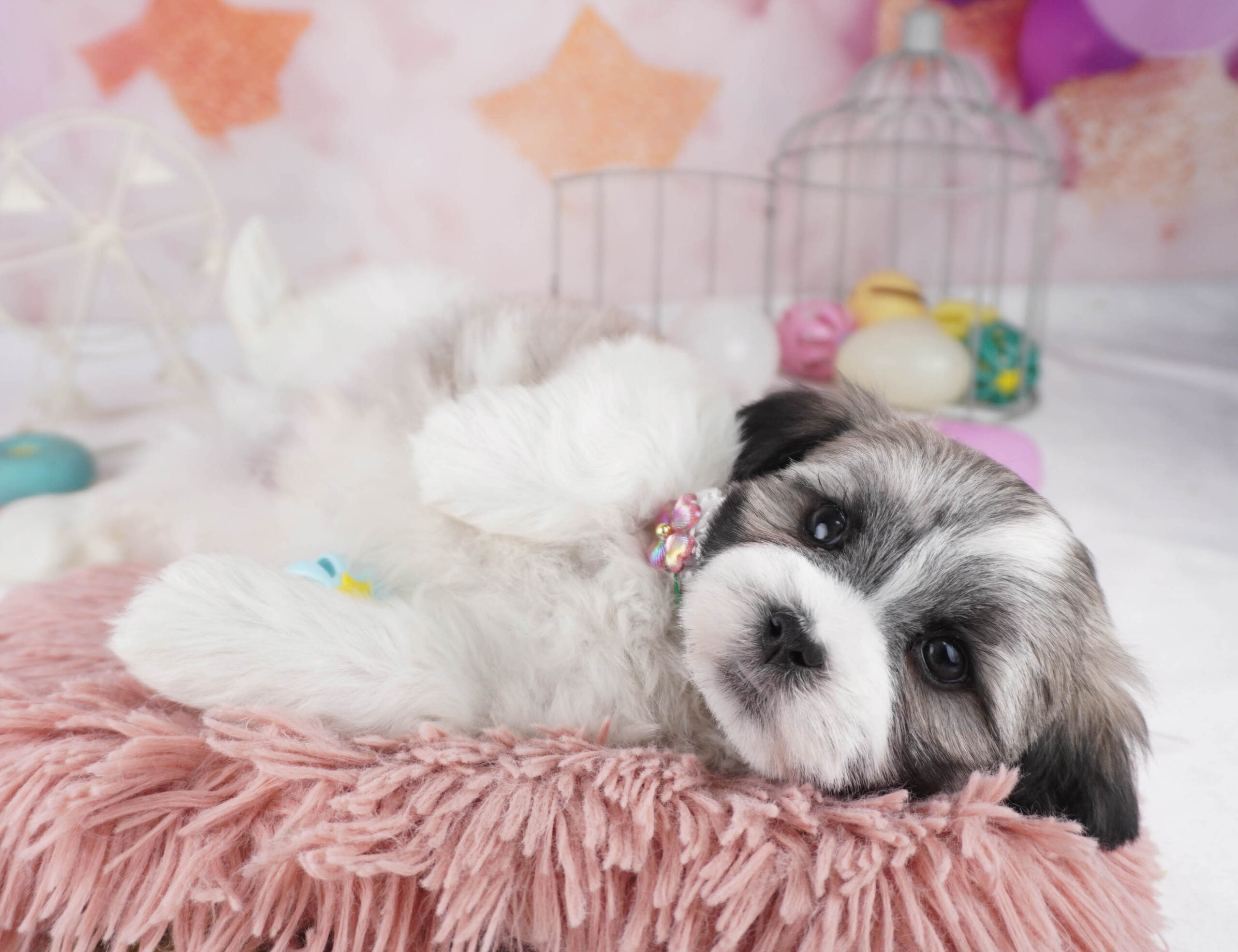 マルズー | 男の子 | ゴールド＆ホワイト | 2025年12月26日