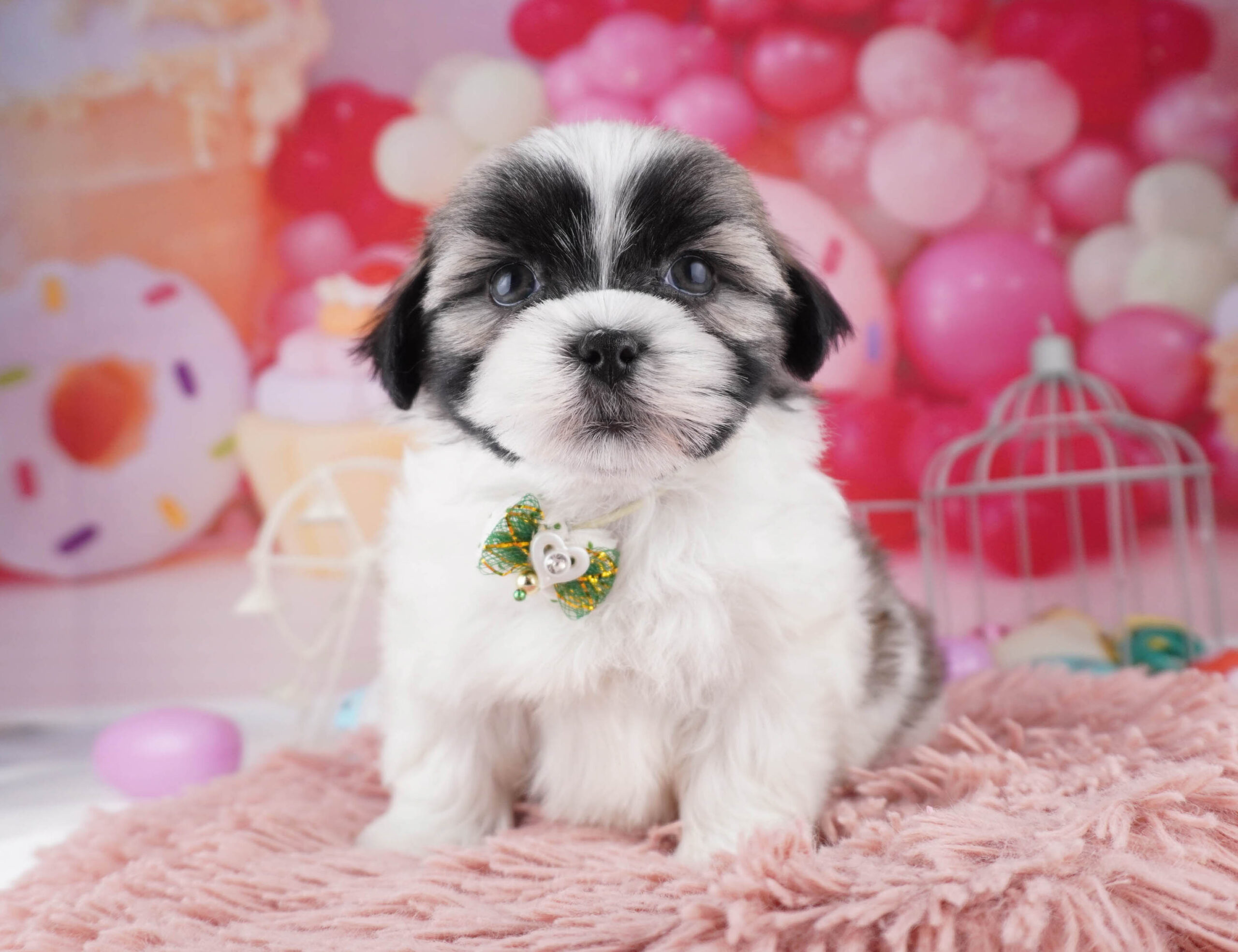 マルズー | 女の子 | ゴールド＆ホワイト | 2025年12月26日