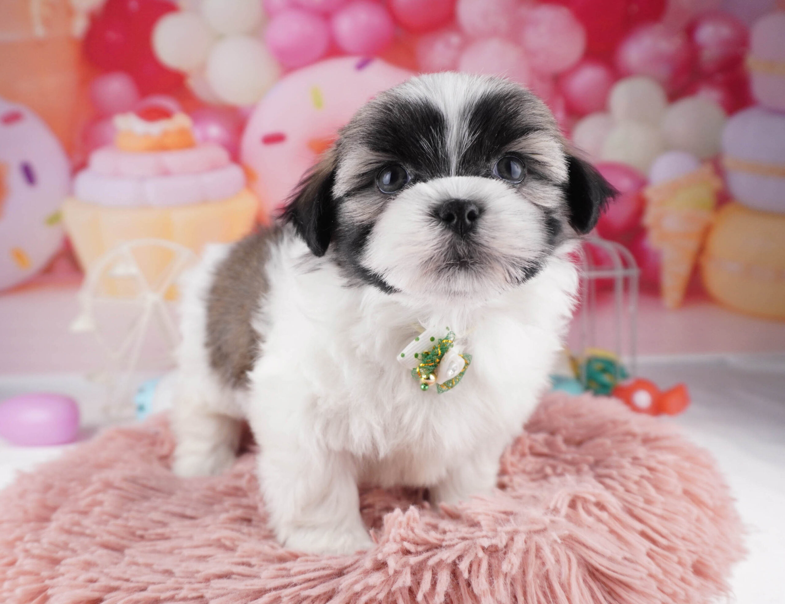 マルズー | 女の子 | ゴールド&ホワイト | 2025年12月26日