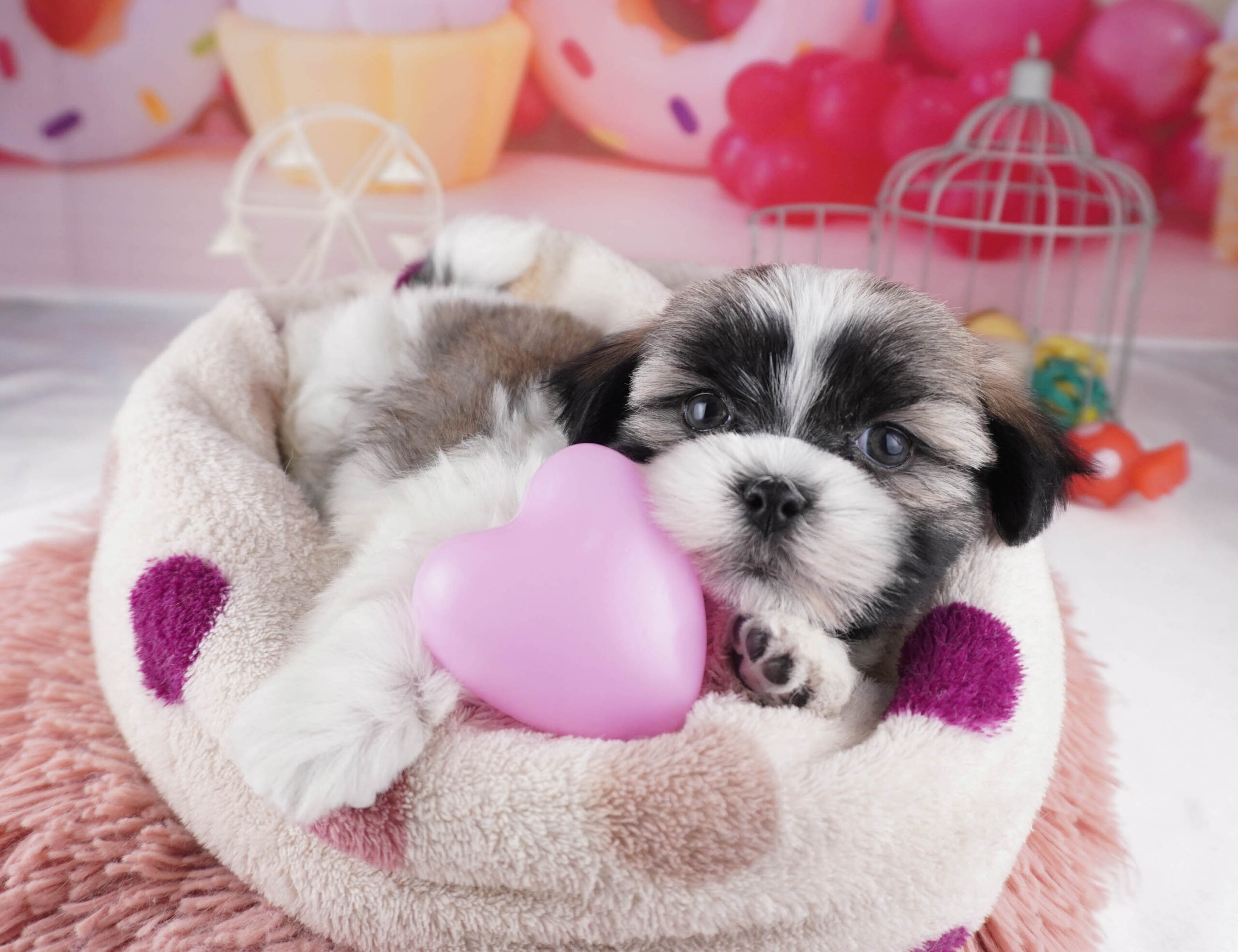 マルズー | 女の子 | ゴールド&ホワイト | 2025年12月26日