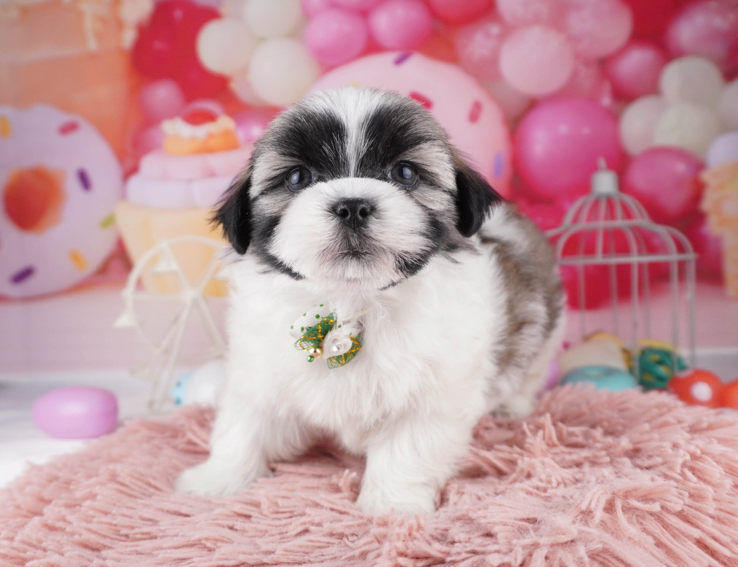 マルズー | 女の子 | ゴールド&ホワイト | 2025年12月26日