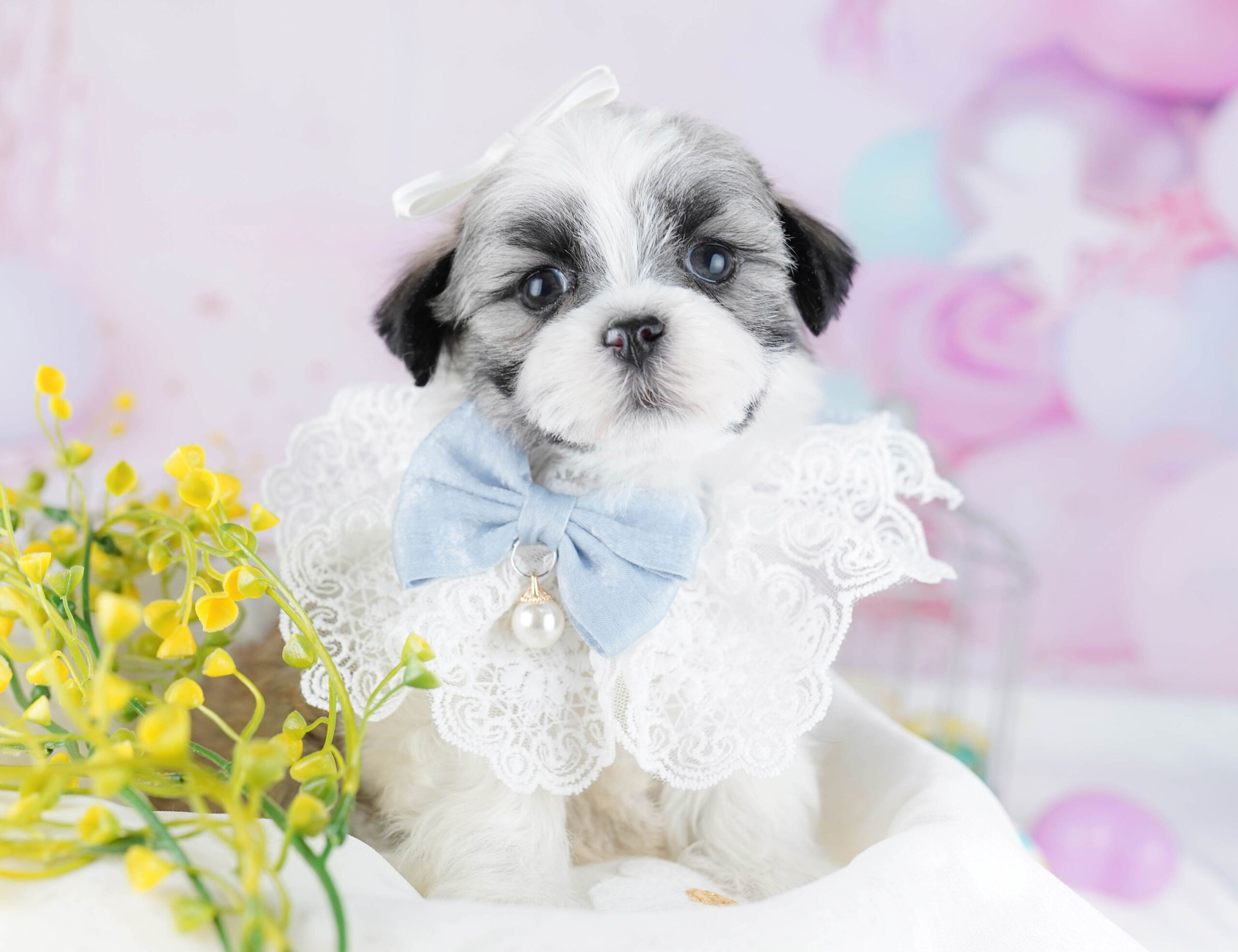 マルズー | 女の子 | ゴールド＆ホワイト | 2025年12月26日