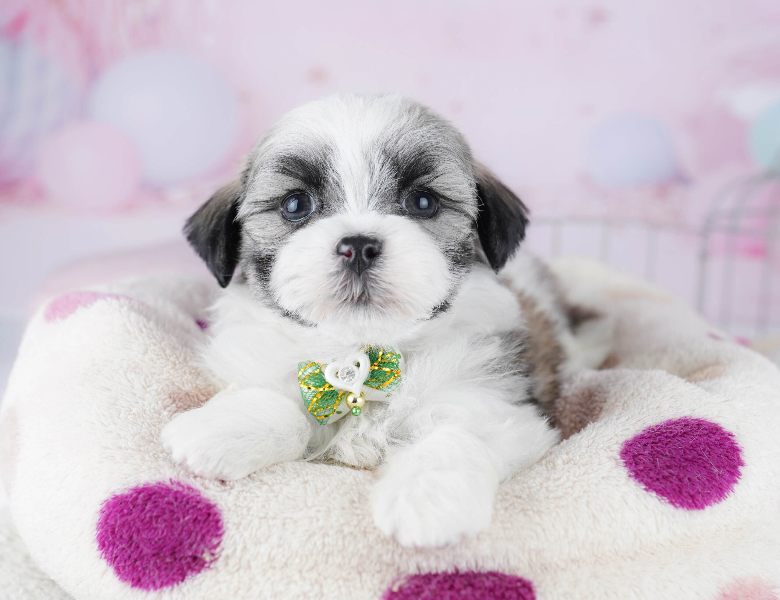 マルズー | 女の子 | ゴールド＆ホワイト | 2025年12月26日