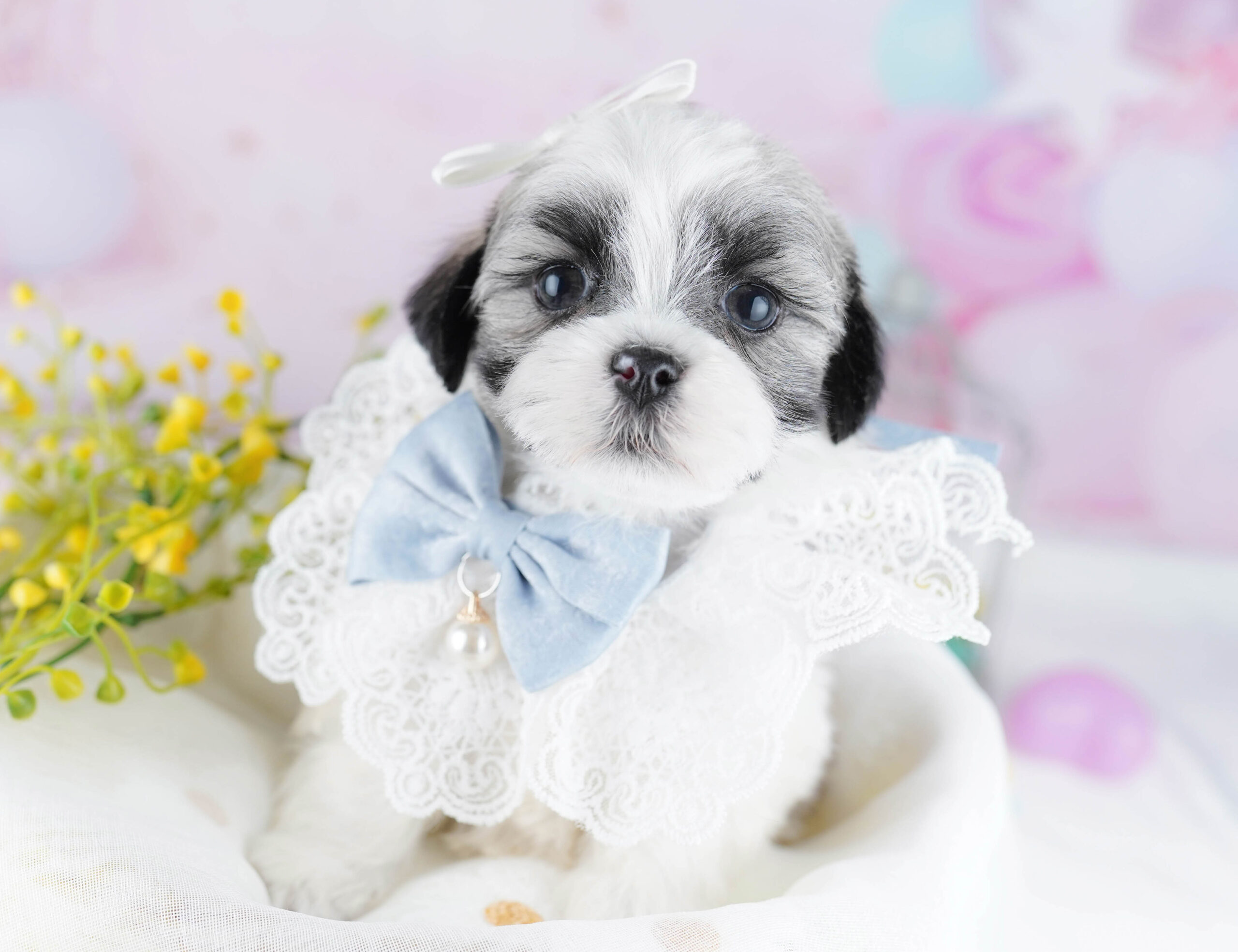 マルズー | 女の子 | ゴールド＆ホワイト | 2025年12月26日