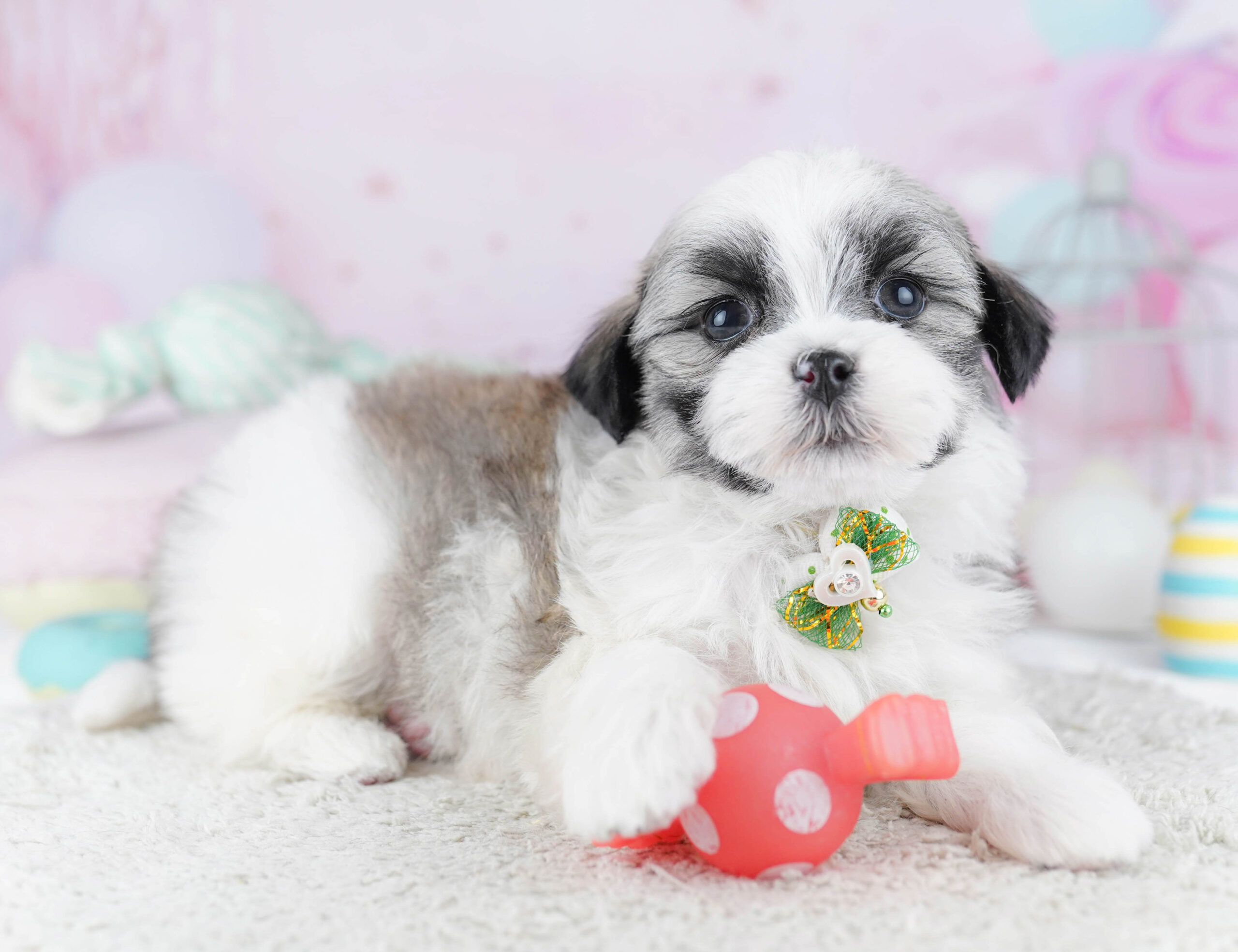 マルズー | 女の子 | ゴールド＆ホワイト | 2025年12月26日