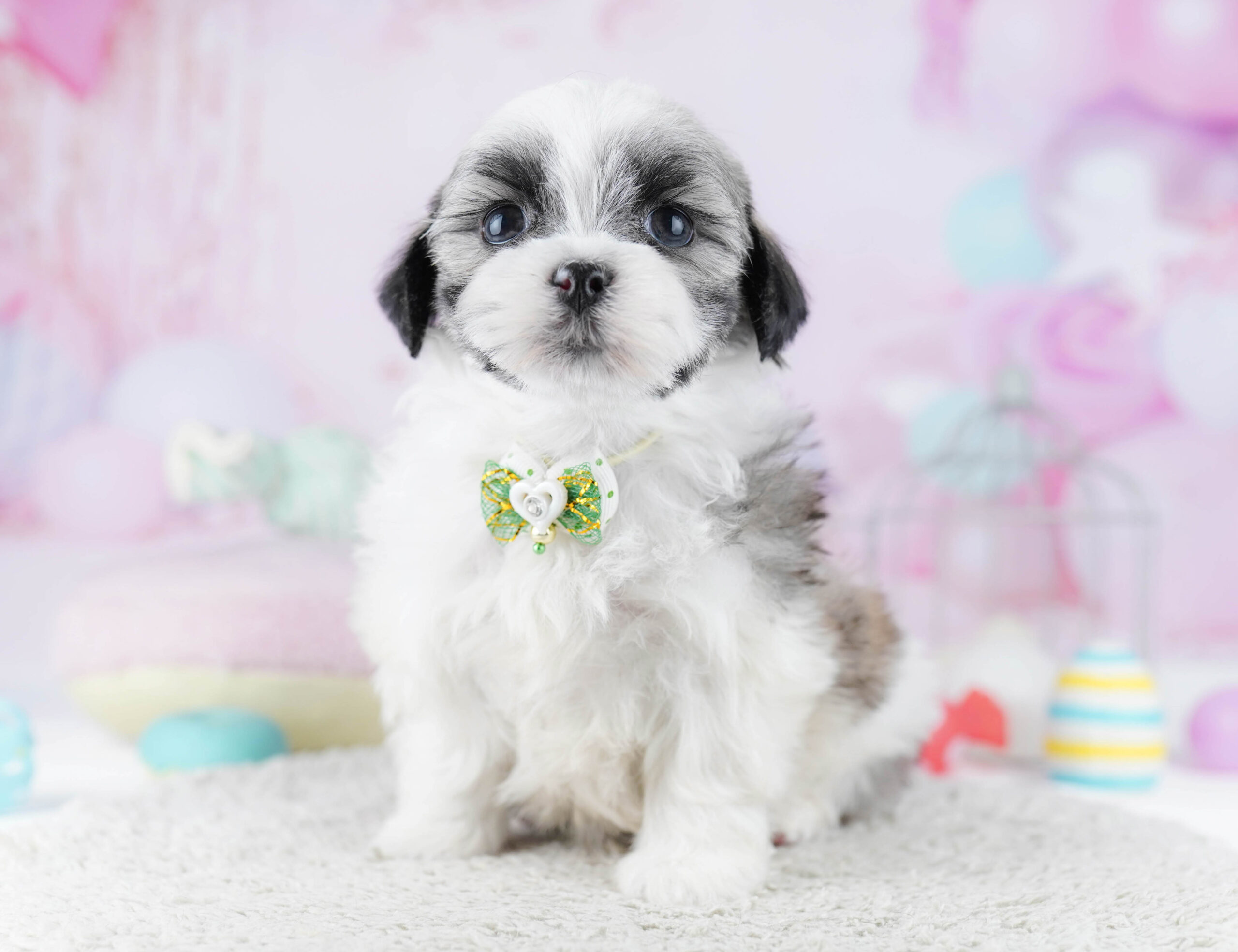 マルズー | 女の子 | ゴールド＆ホワイト | 2025年12月26日