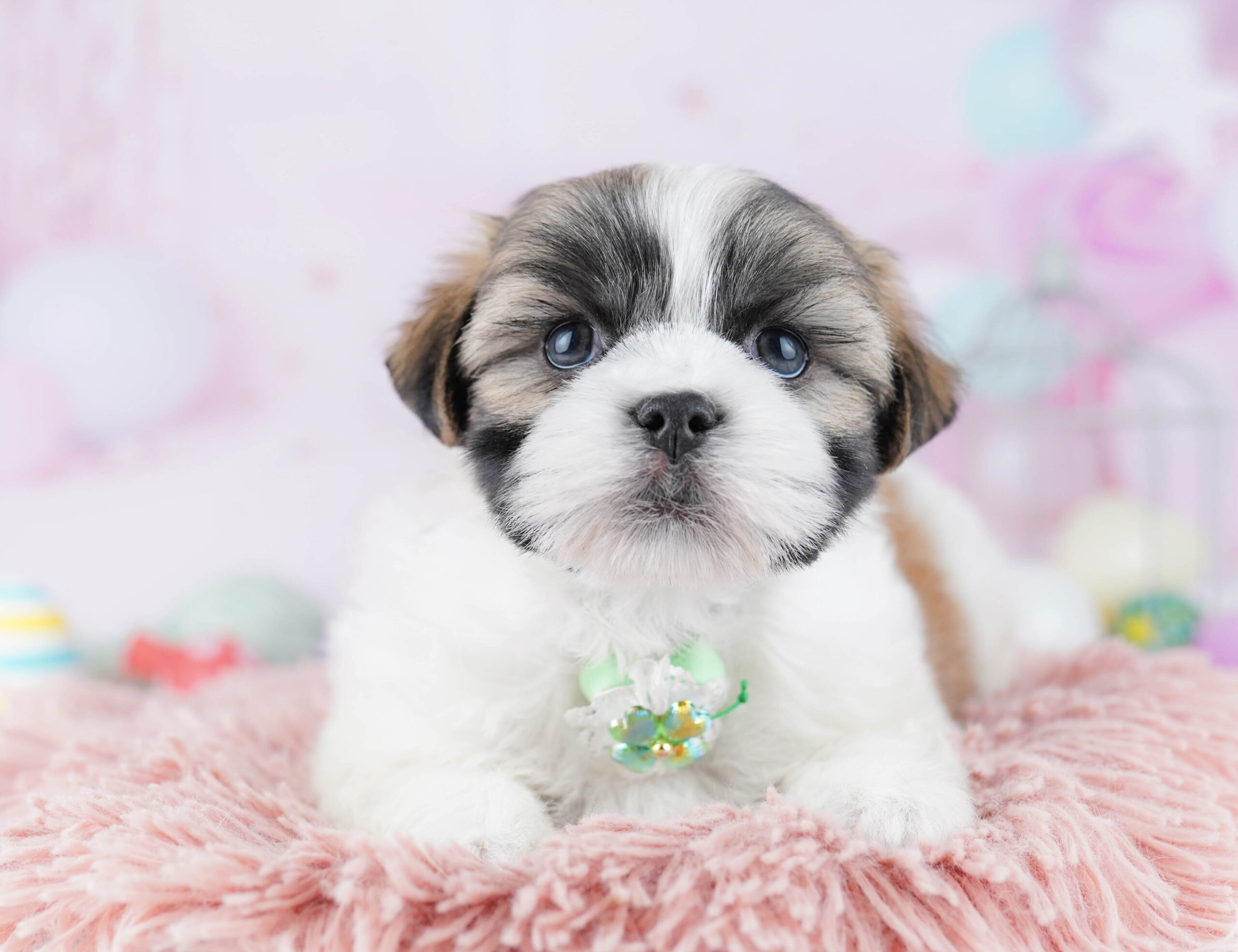 マルズー | 男の子 | ゴールド＆ホワイト | 2025年12月26日