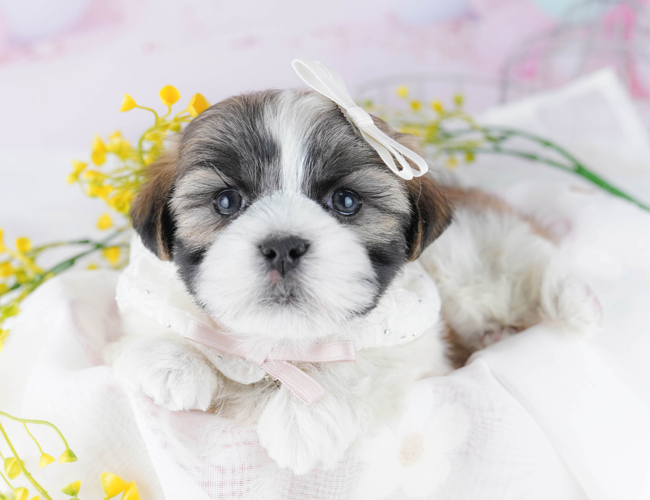 マルズー | 男の子 | ゴールド＆ホワイト | 2025年12月26日