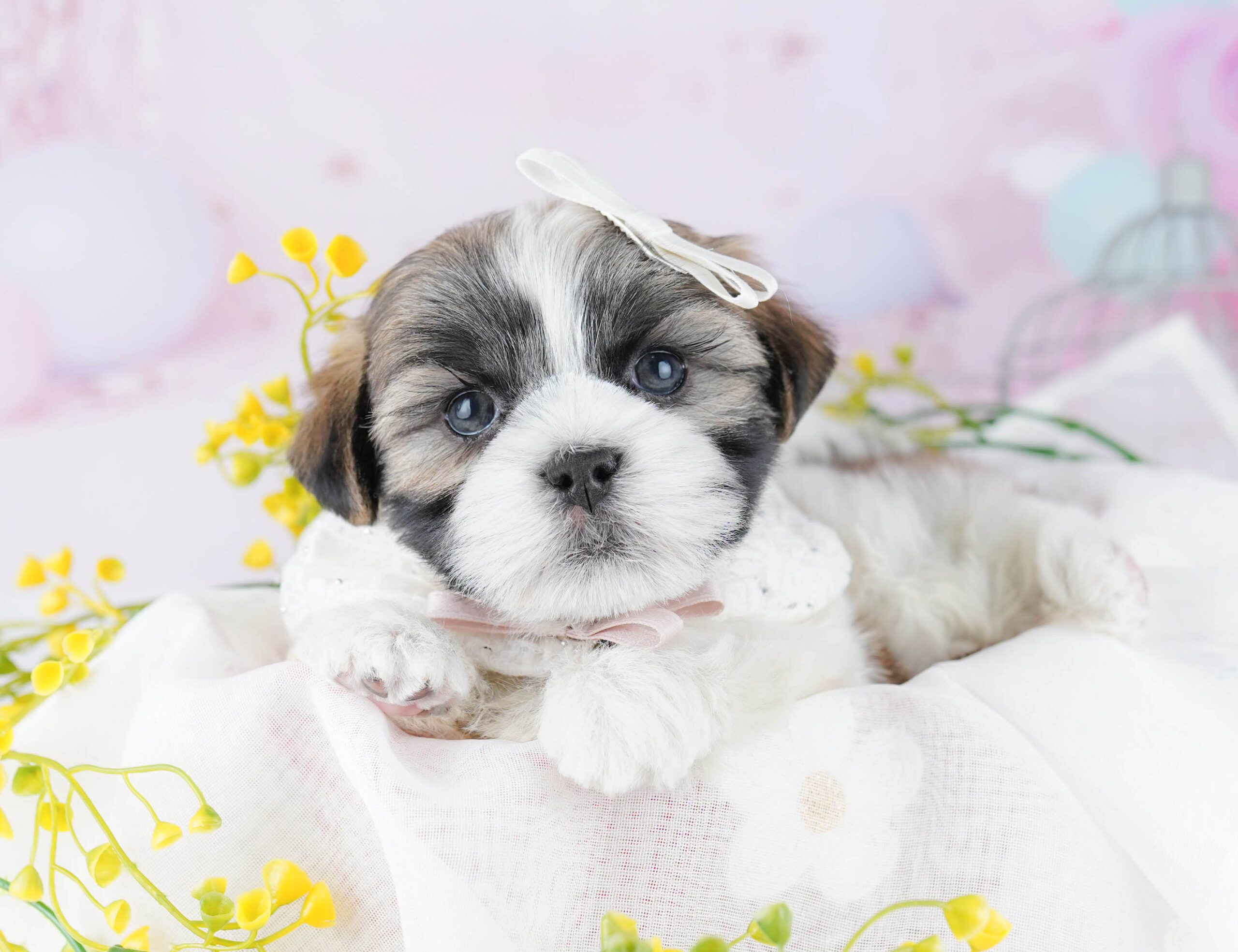 マルズー | 男の子 | ゴールド＆ホワイト | 2025年12月26日