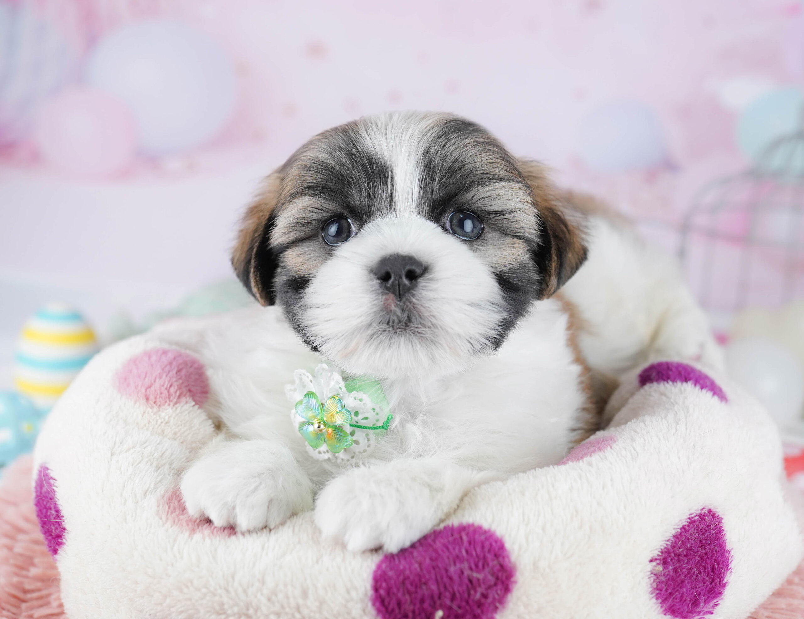 マルズー | 男の子 | ゴールド＆ホワイト | 2025年12月26日