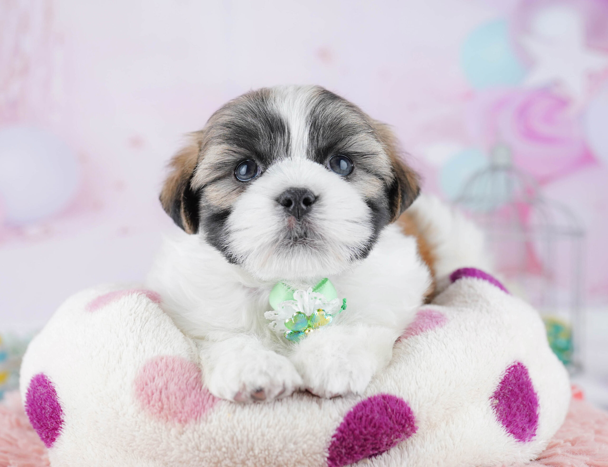 マルズー | 男の子 | ゴールド＆ホワイト | 2025年12月26日