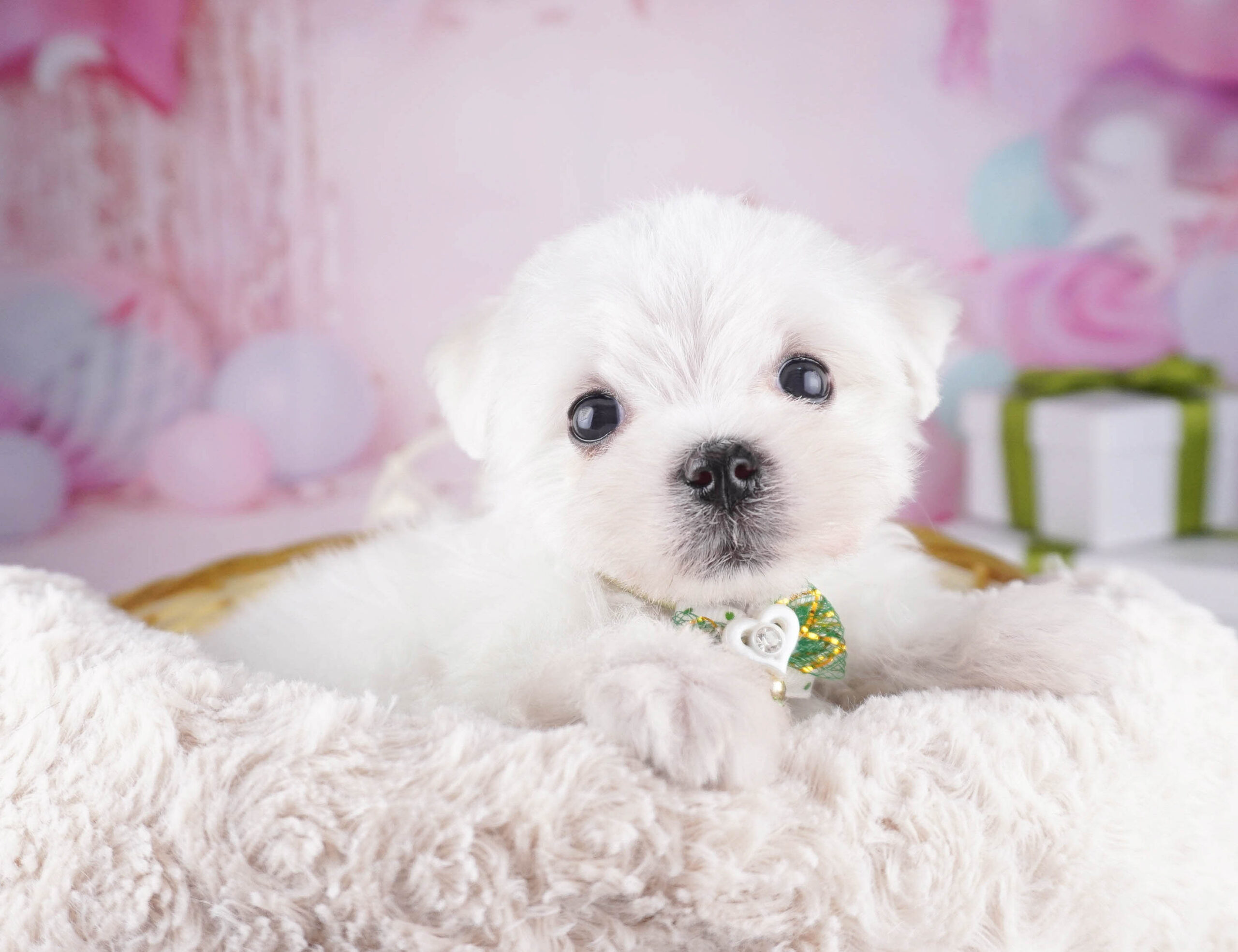マルチーズ | 女の子 | ホワイト | 2025年12月28日