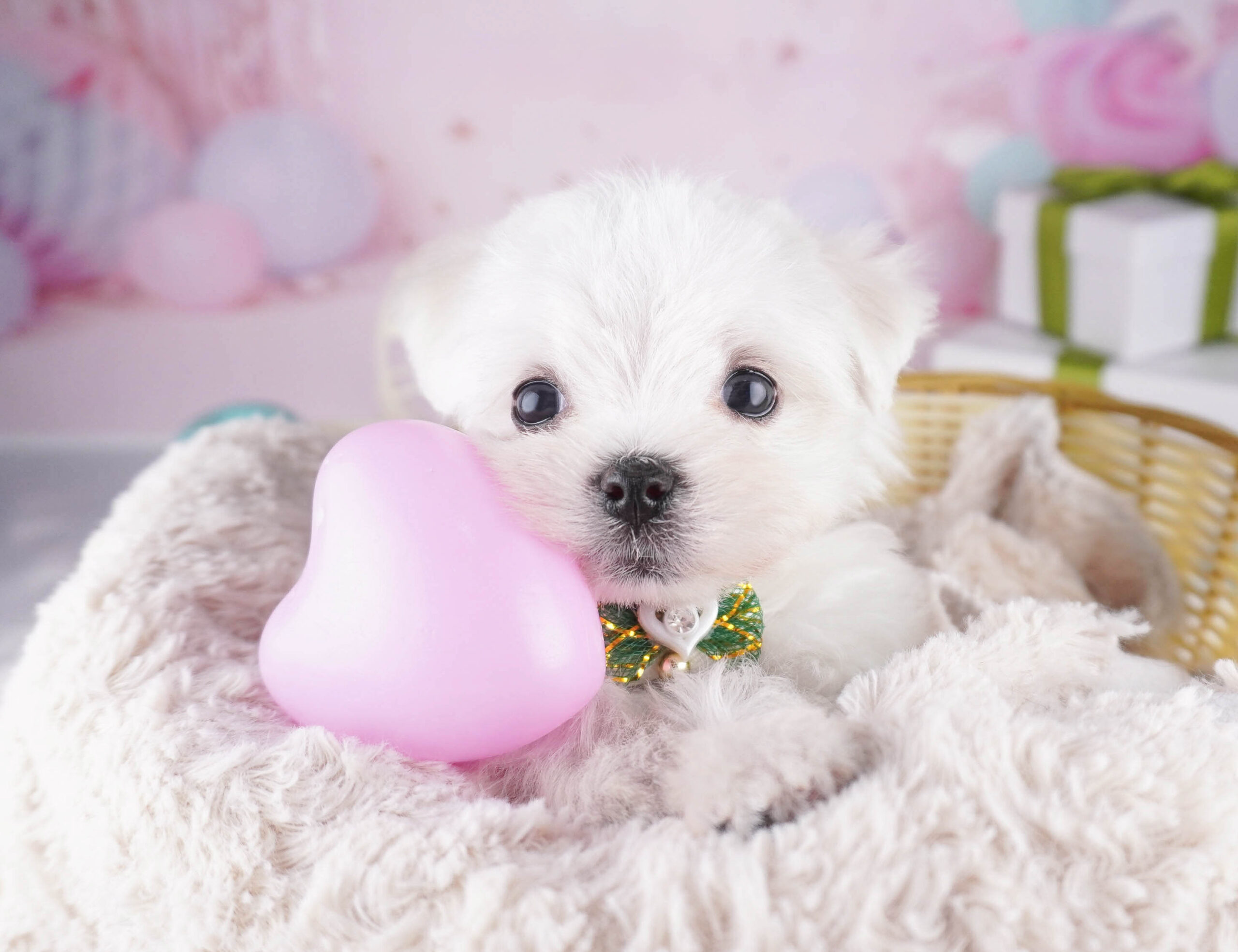 マルチーズ | 女の子 | ホワイト | 2025年12月28日