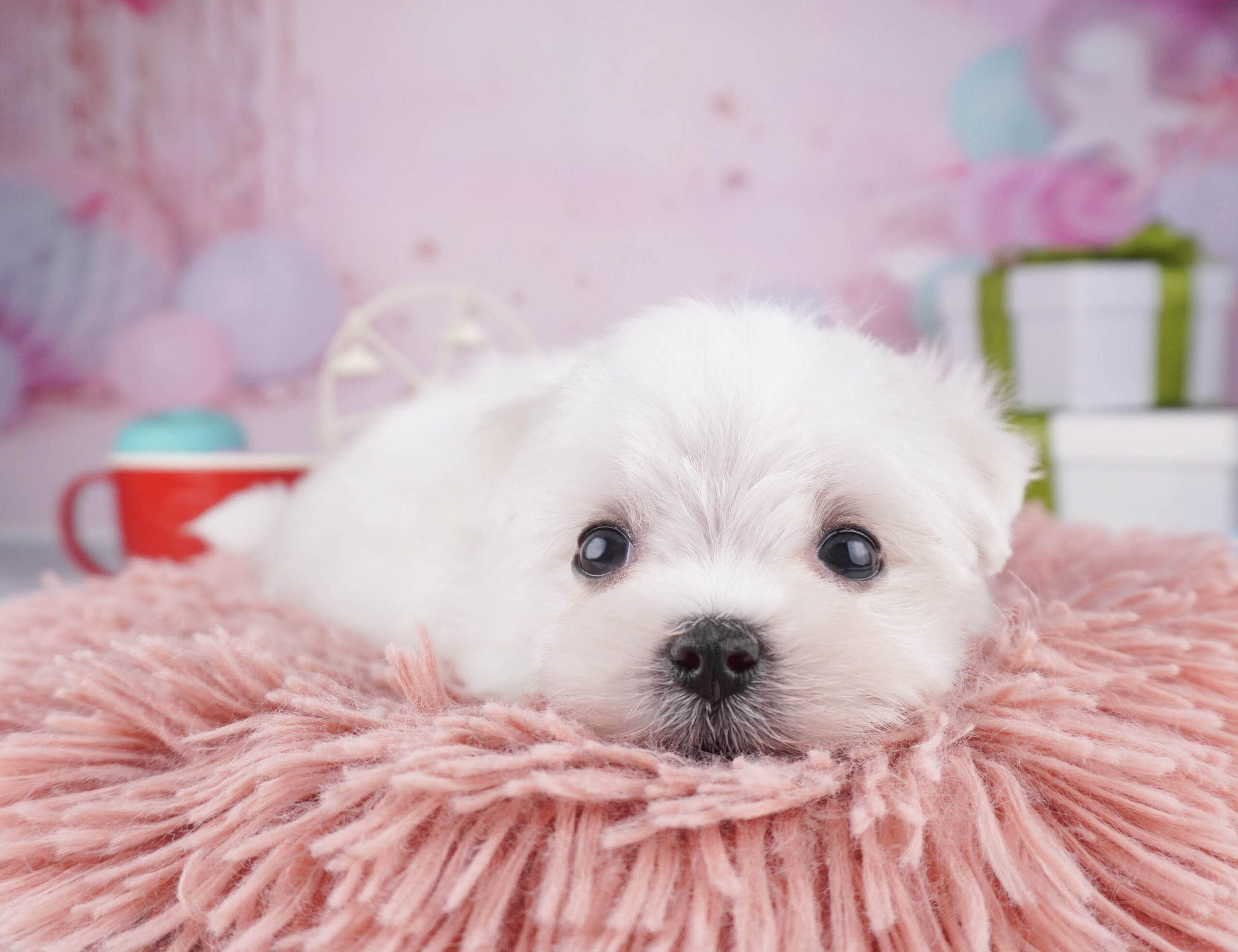 マルチーズ | 女の子 | ホワイト | 2025年12月28日