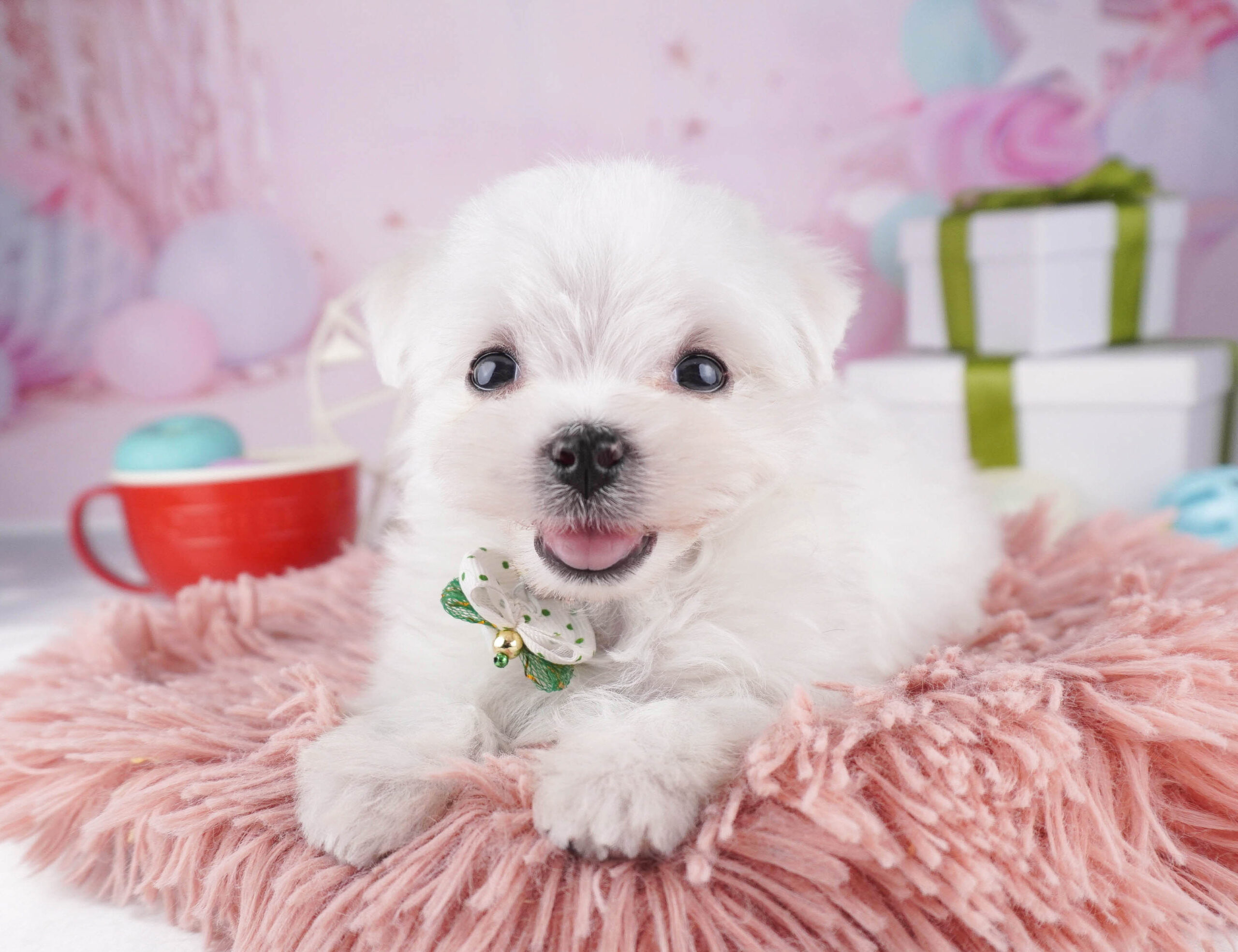 マルチーズ | 女の子 | ホワイト | 2025年12月28日