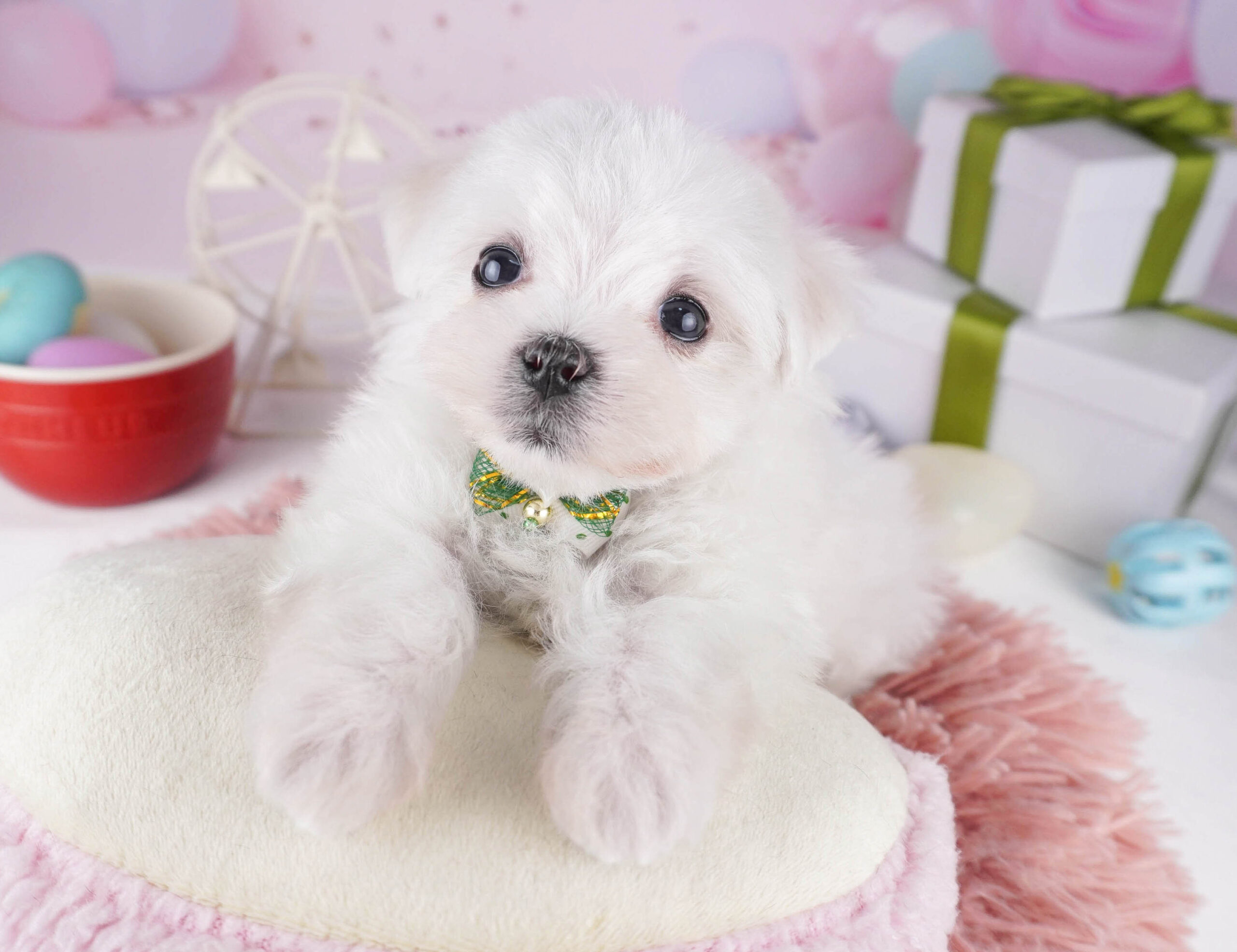 マルチーズ | 女の子 | ホワイト | 2025年12月28日