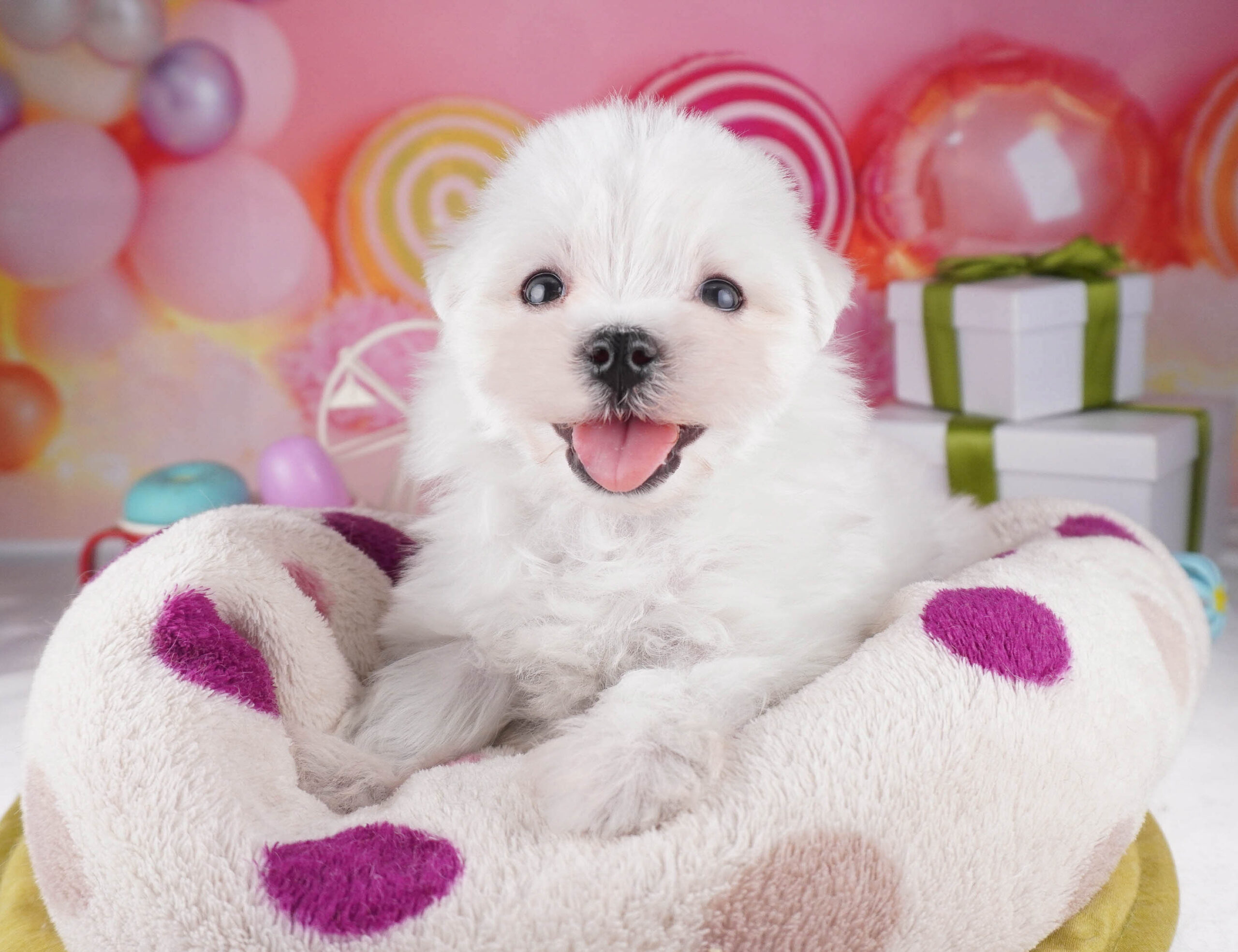 マルチーズ | 男の子 | ホワイト | 2025年12月28日