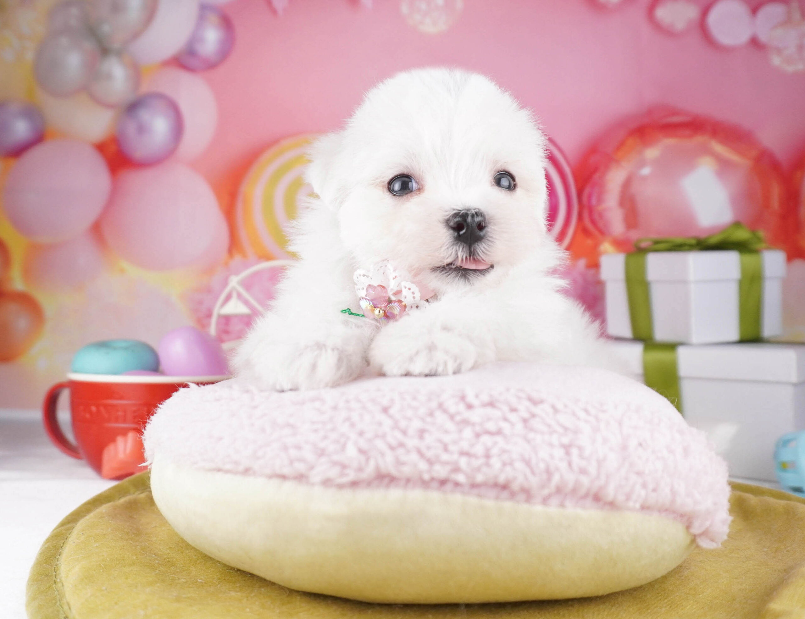 マルチーズ | 男の子 | ホワイト | 2025年12月28日