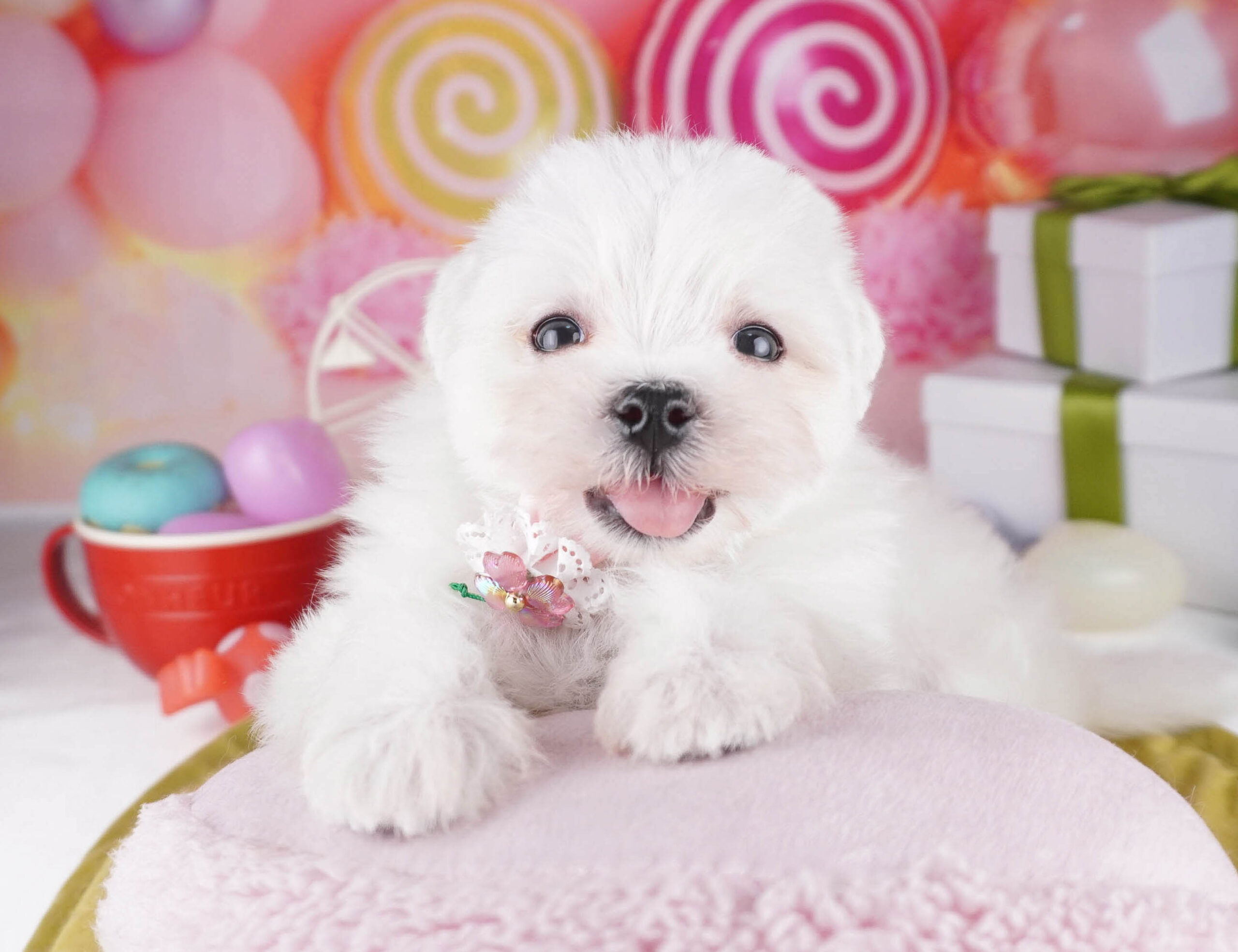 マルチーズ | 男の子 | ホワイト | 2025年12月28日