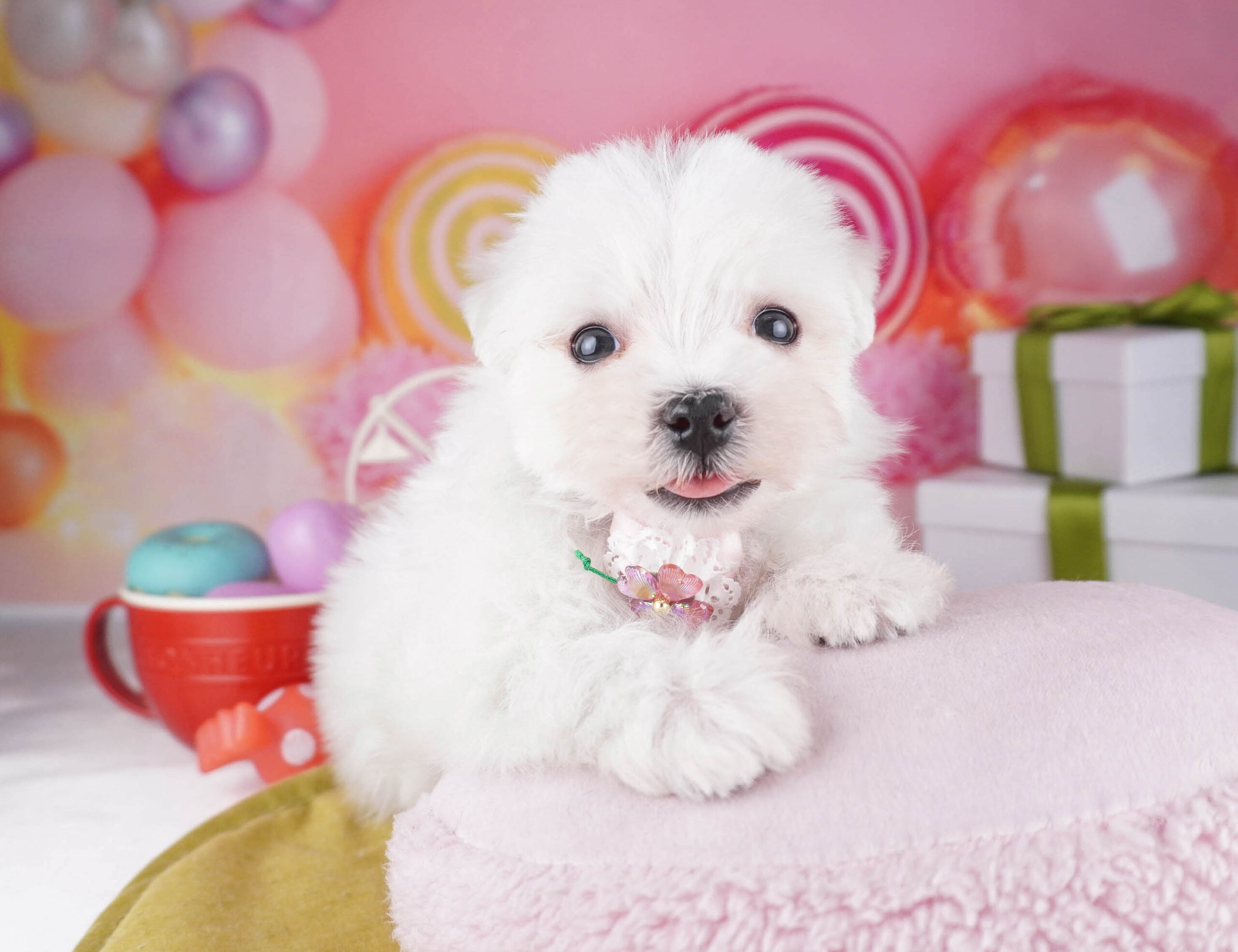 マルチーズ | 男の子 | ホワイト | 2025年12月28日