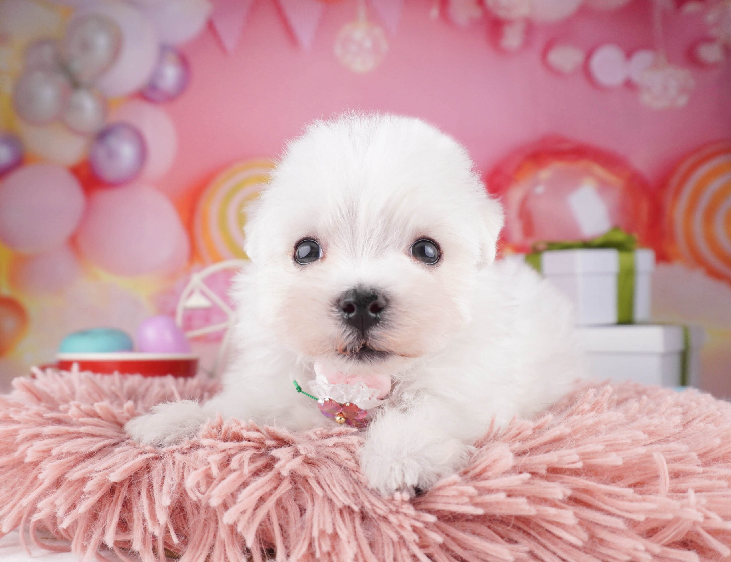 マルチーズ | 男の子 | ホワイト | 2025年12月28日