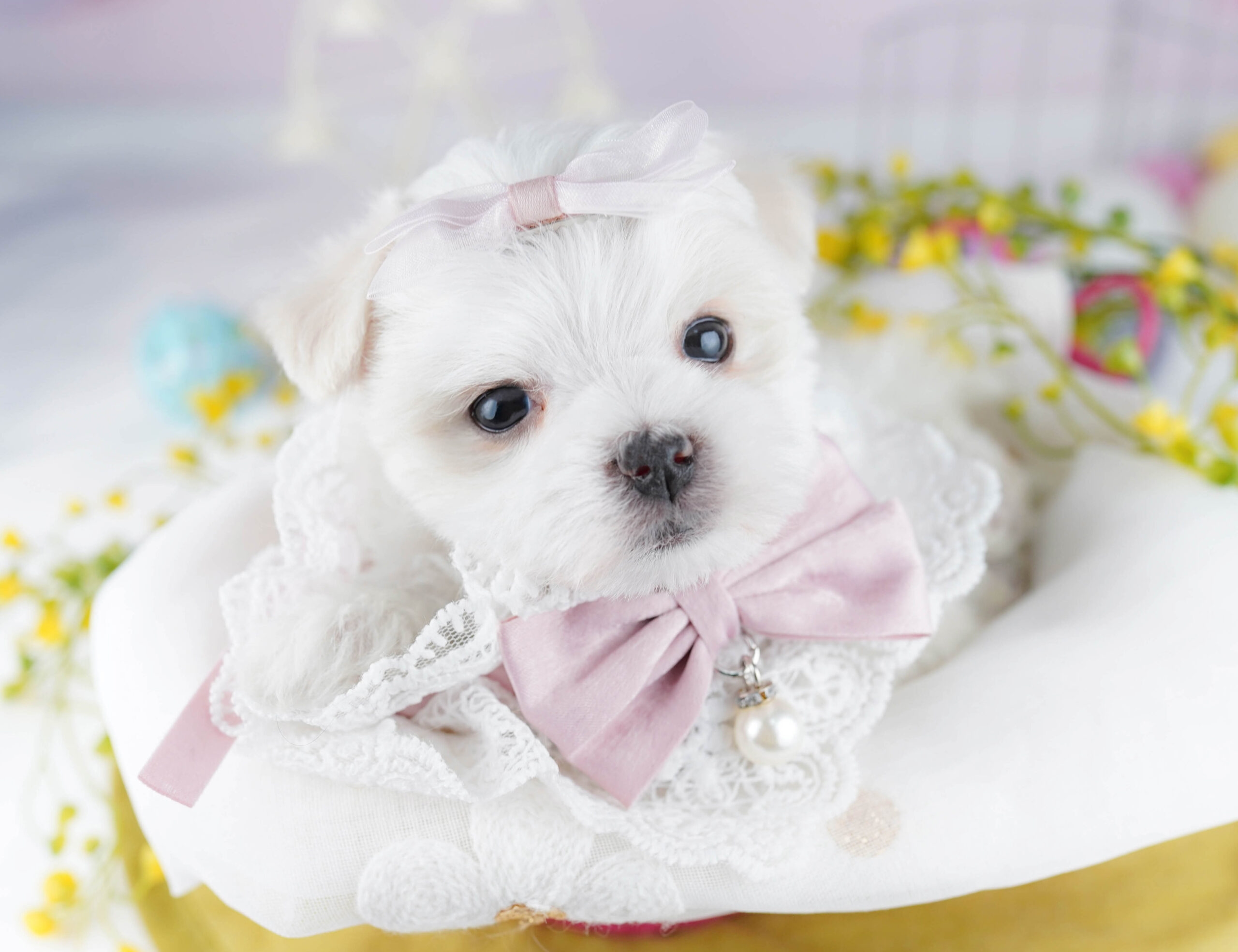 マルチーズ | 男の子 | ホワイト | 2025年12月28日