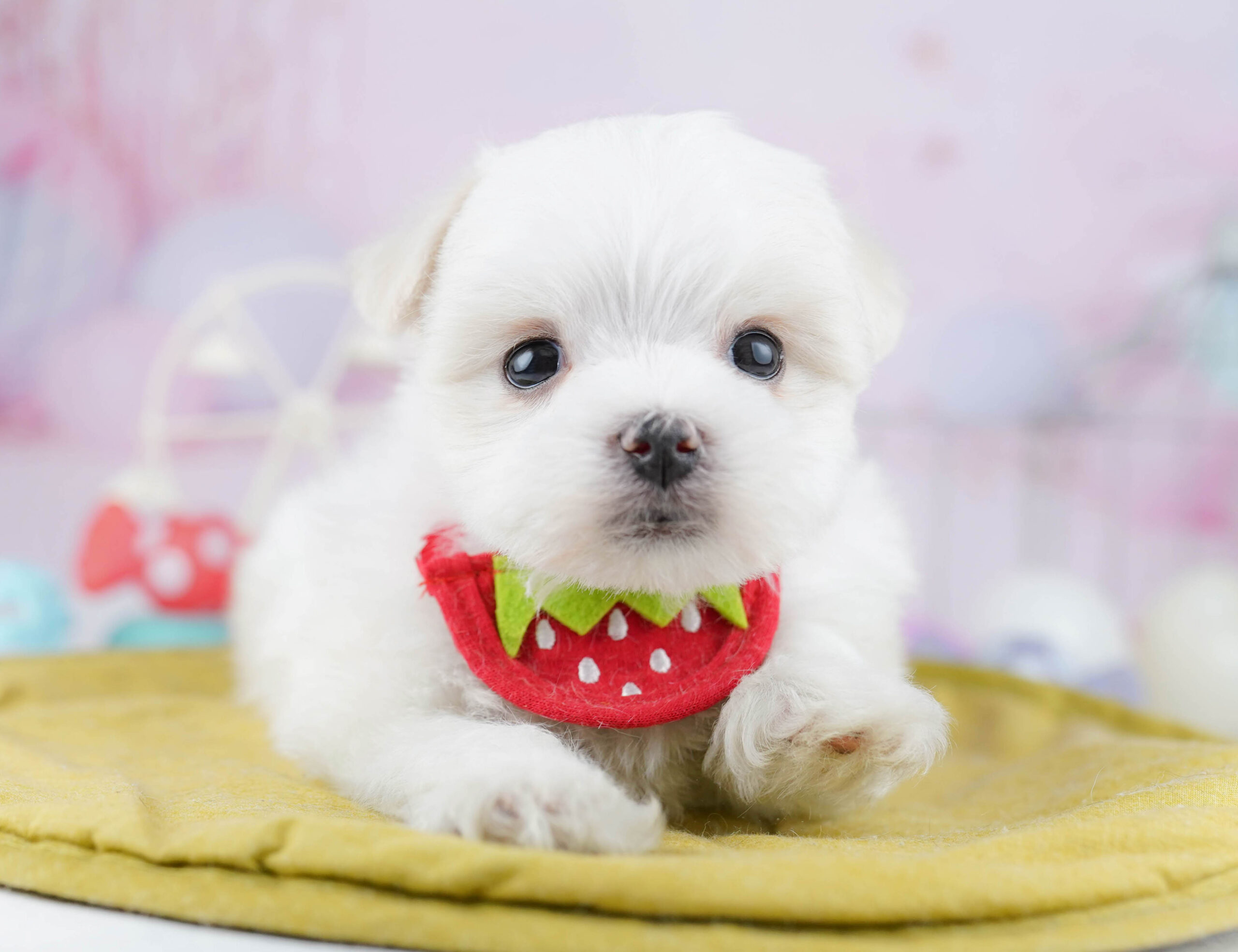 マルチーズ | 男の子 | ホワイト | 2025年12月28日