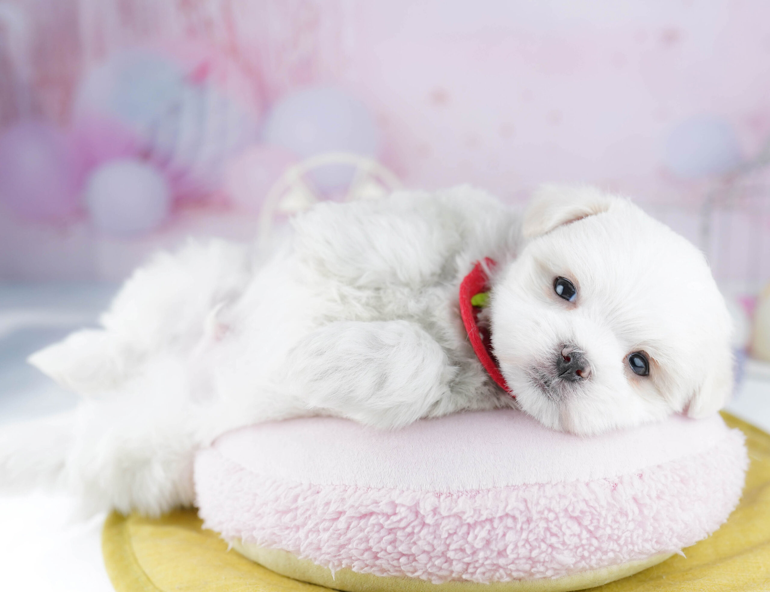 マルチーズ | 男の子 | ホワイト | 2025年12月28日