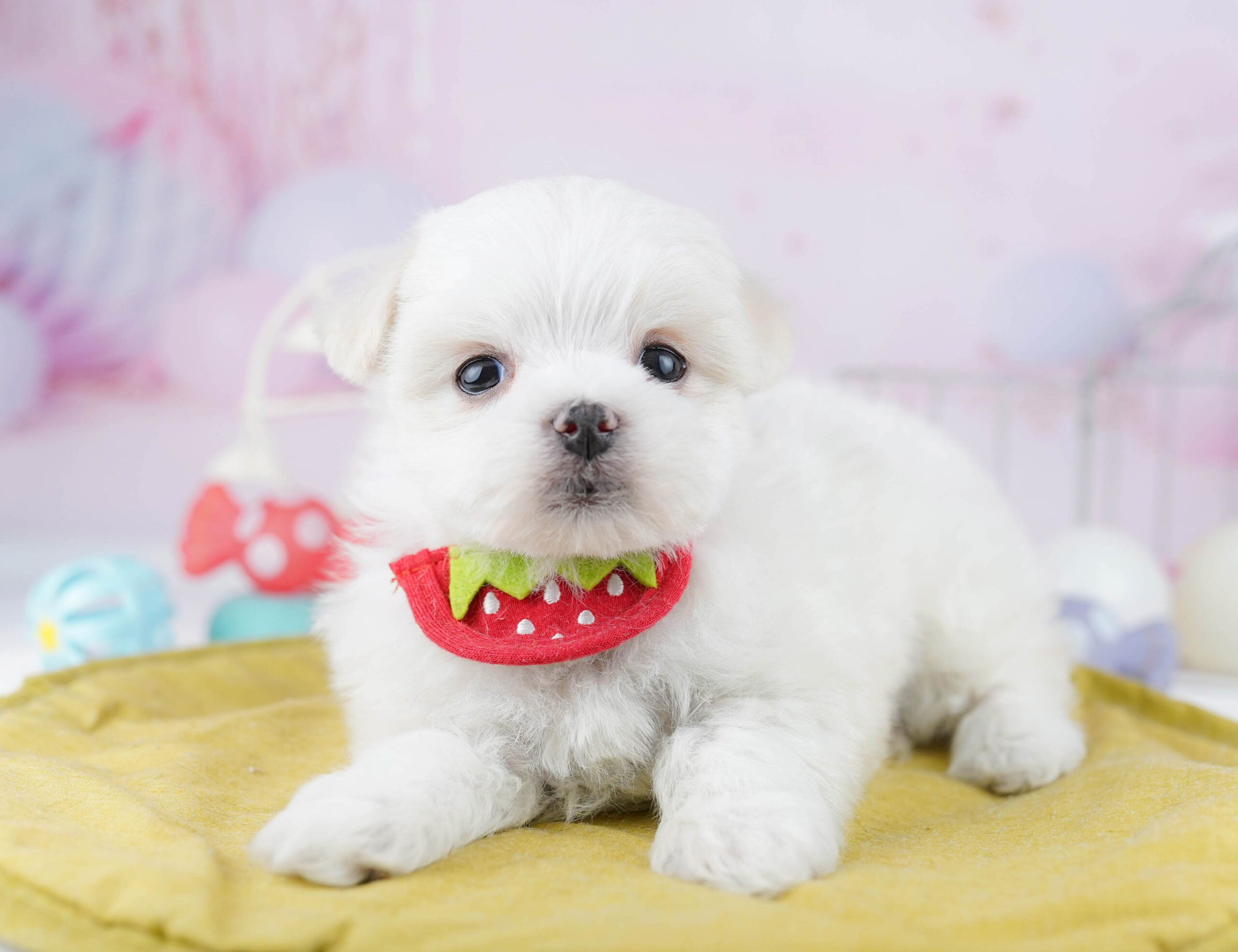 マルチーズ | 男の子 | ホワイト | 2025年12月28日