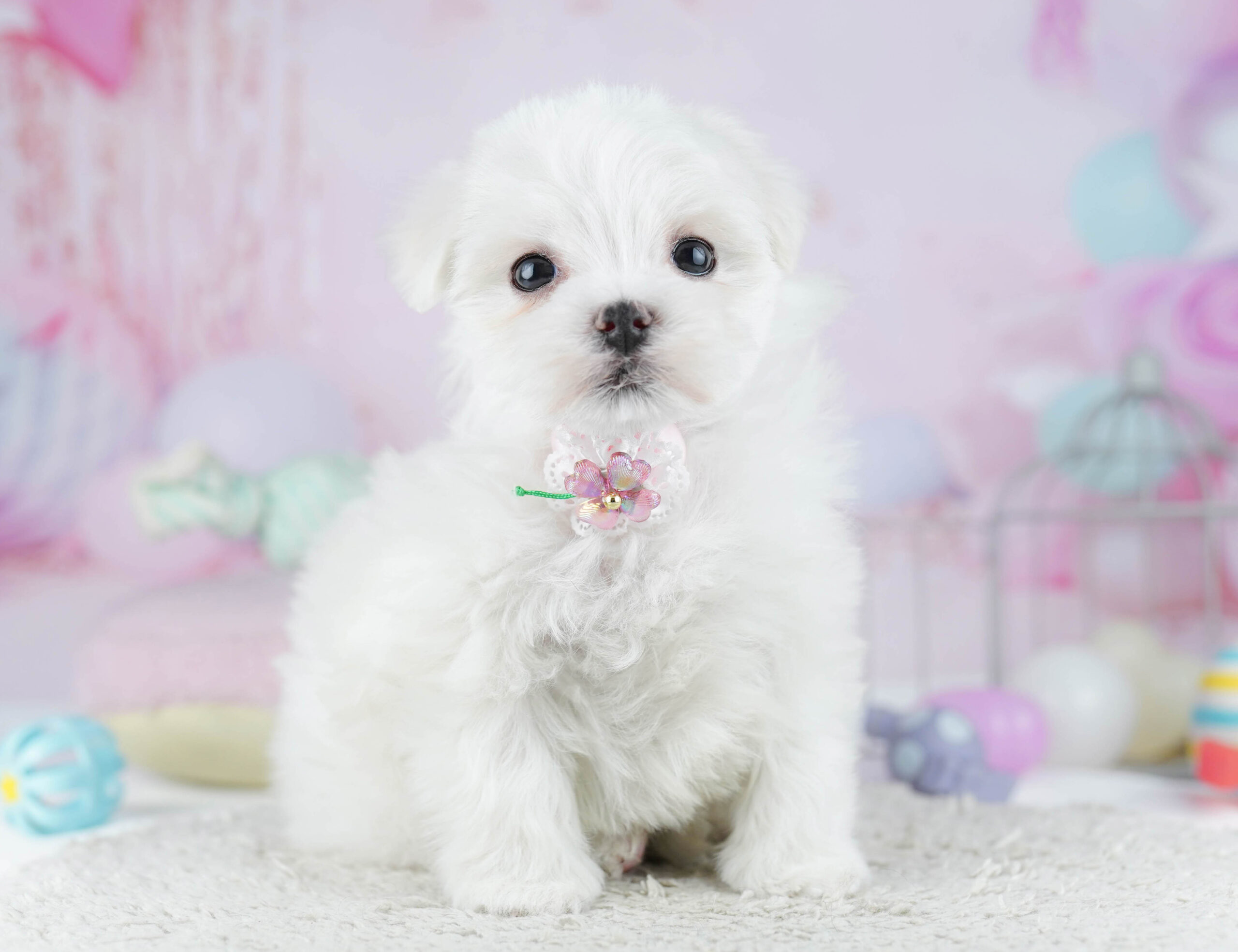 マルチーズ | 女の子 | ホワイト | 2025年12月28日