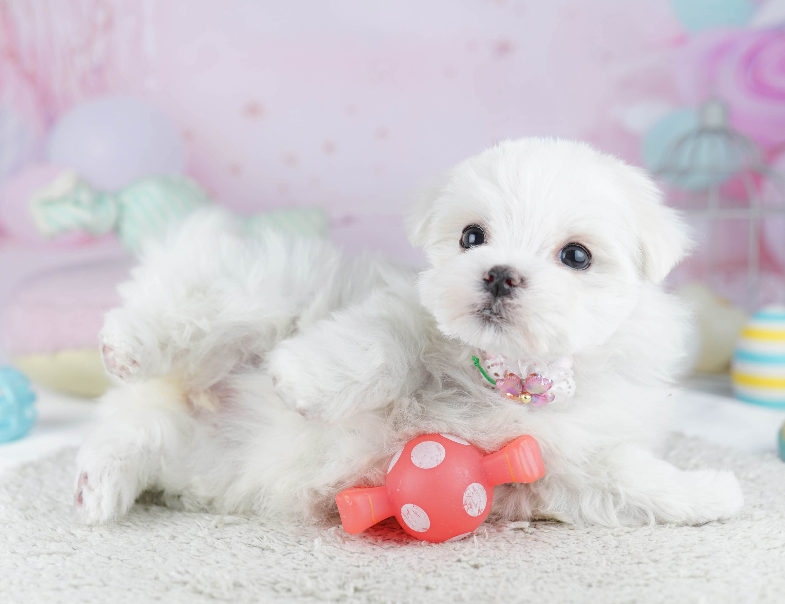 マルチーズ | 女の子 | ホワイト | 2025年12月28日