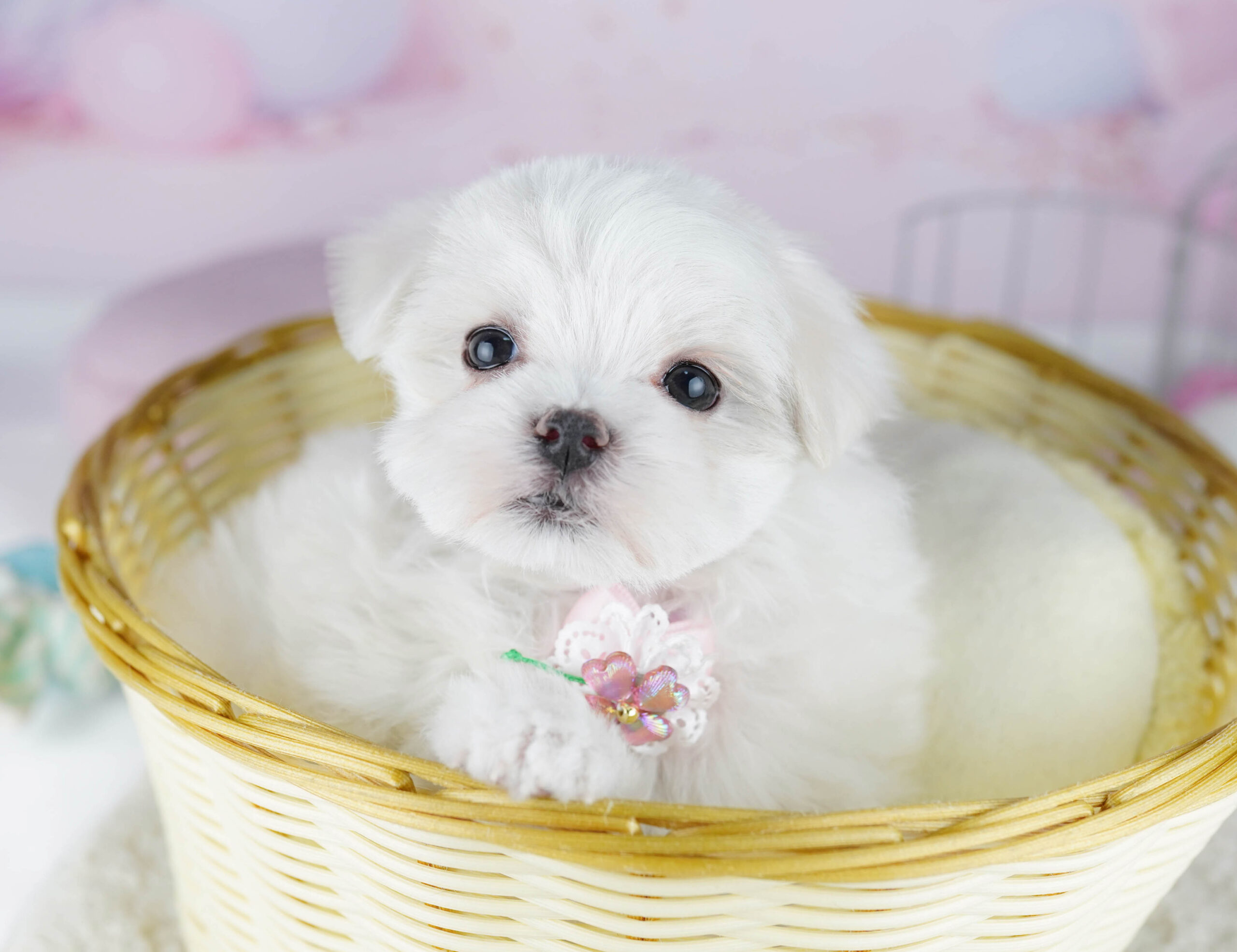 マルチーズ | 女の子 | ホワイト | 2025年12月28日