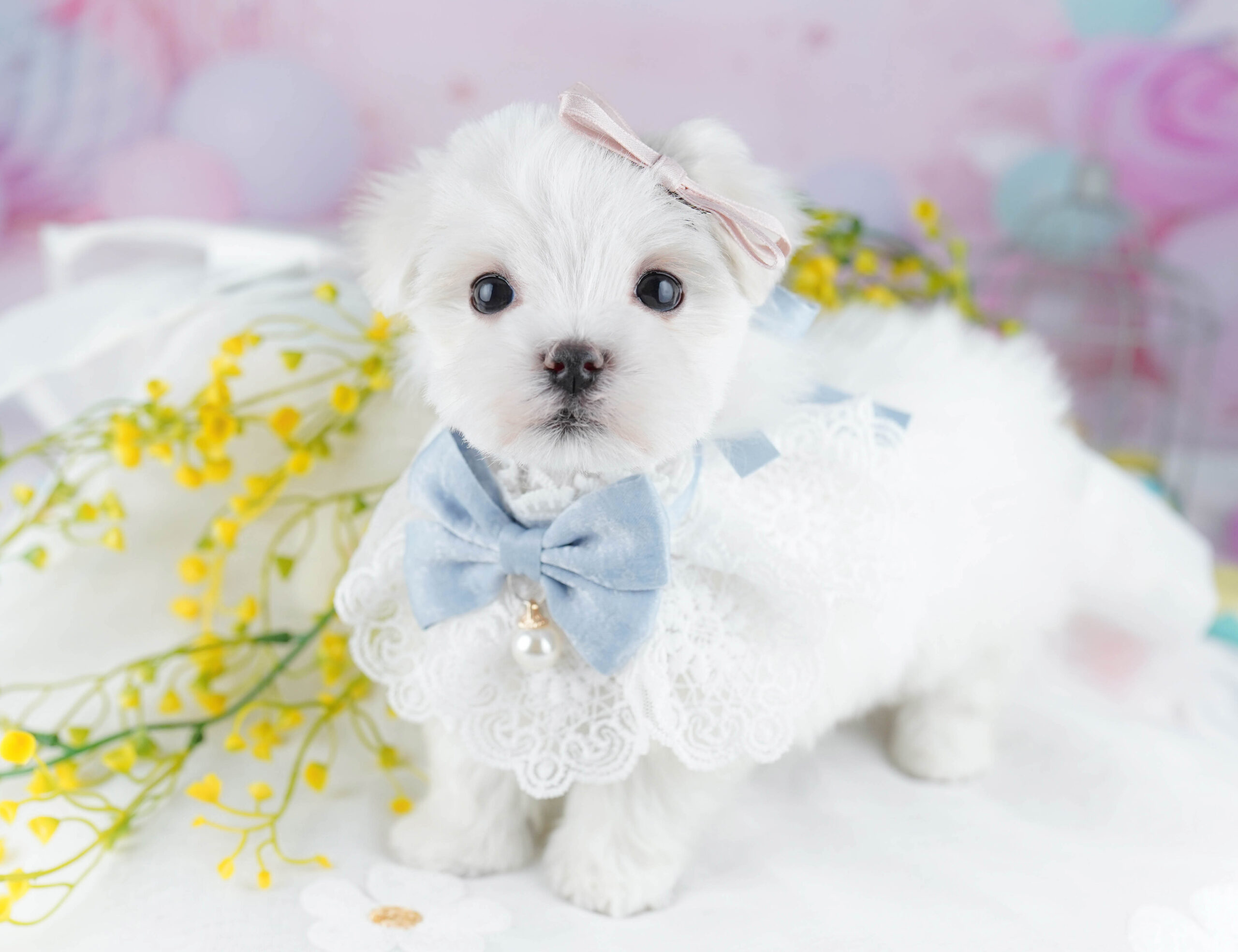 マルチーズ | 女の子 | ホワイト | 2025年12月28日