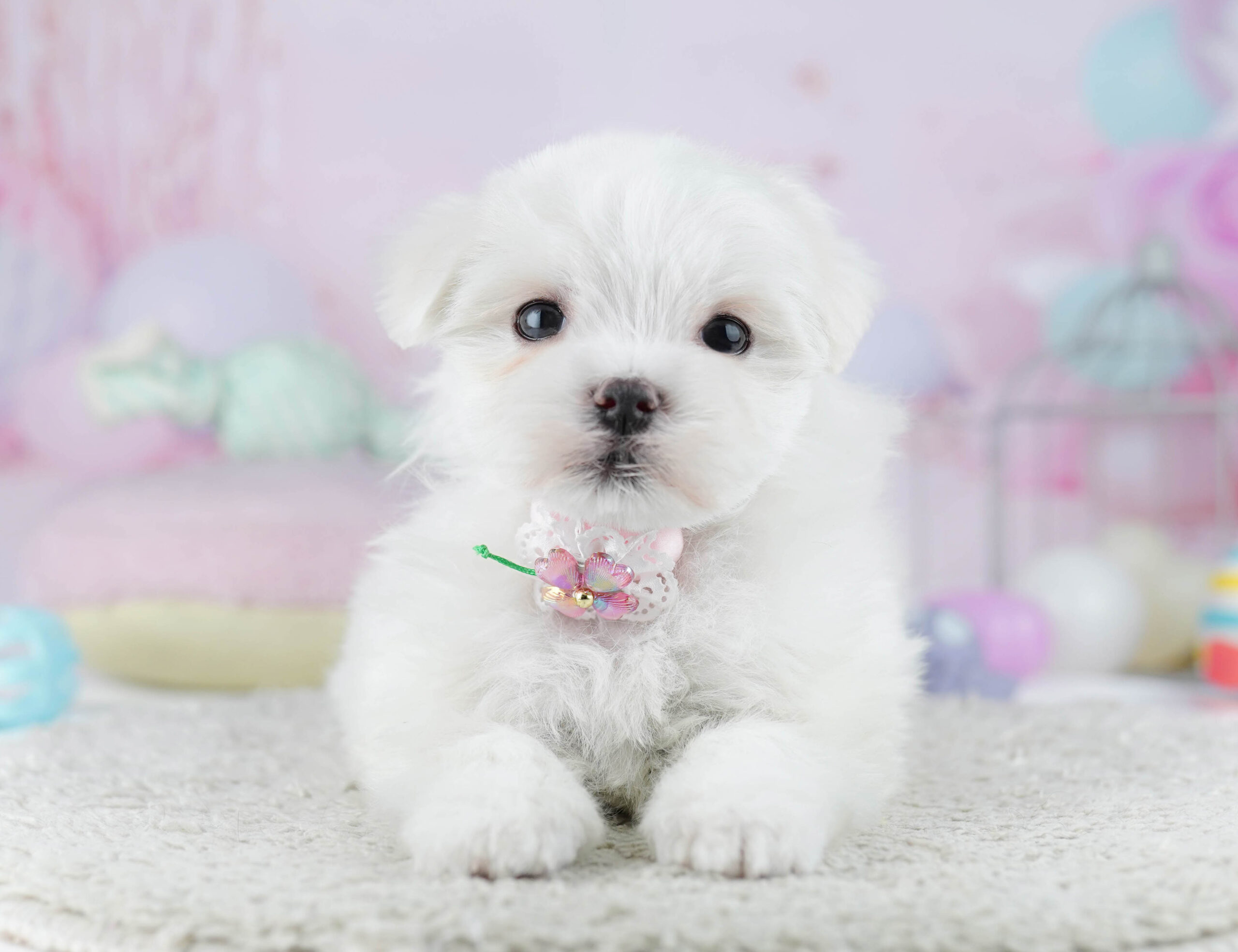 マルチーズ | 女の子 | ホワイト | 2025年12月28日