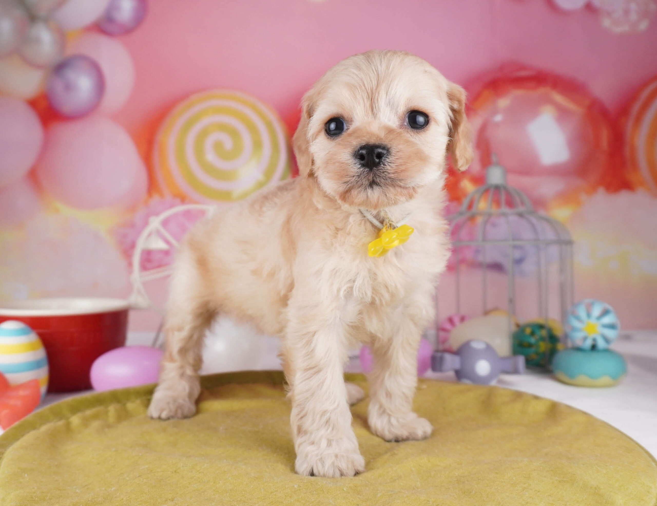 コッカープー | 女の子 | クリーム | 2025年12月31日