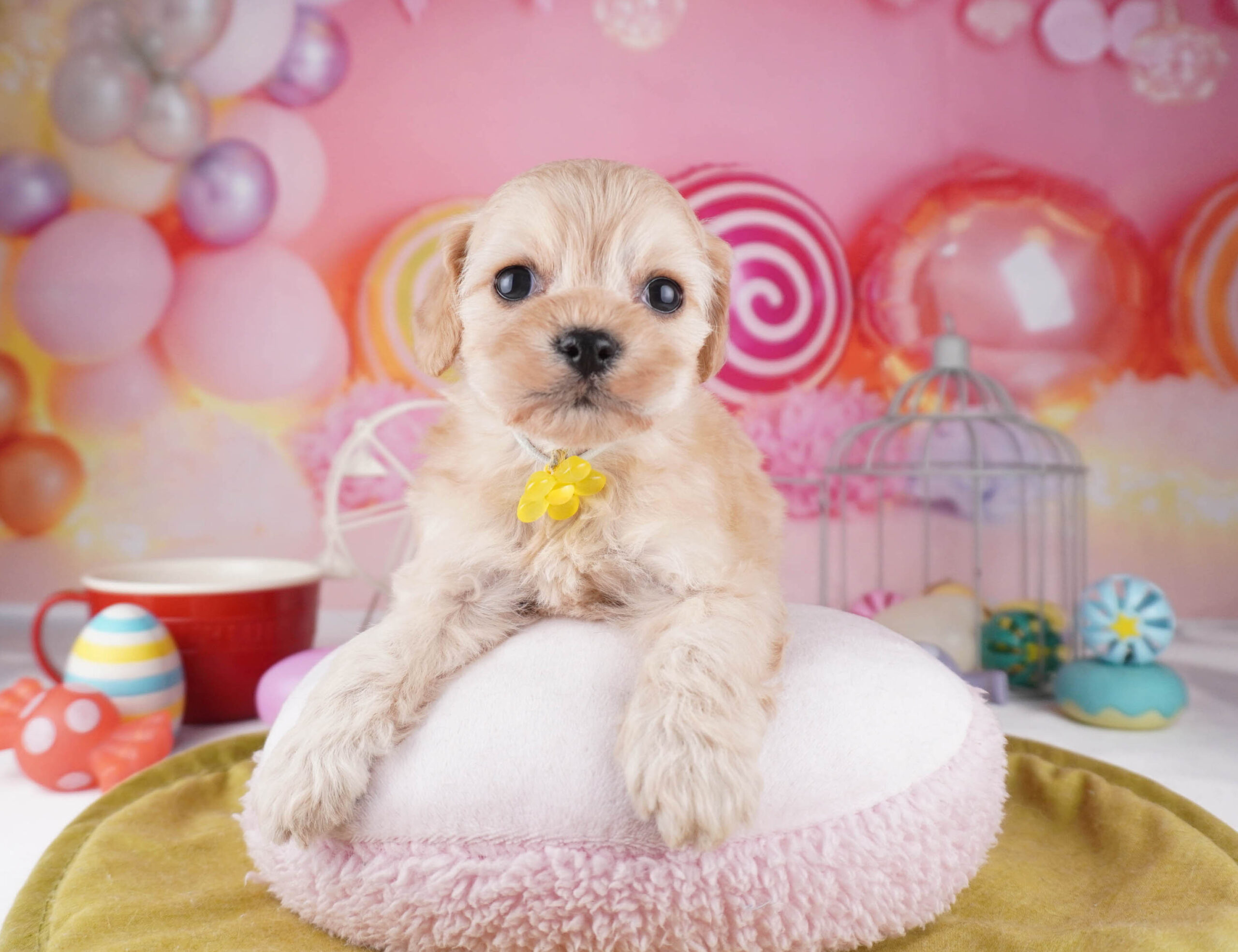 コッカープー | 女の子 | クリーム | 2025年12月31日