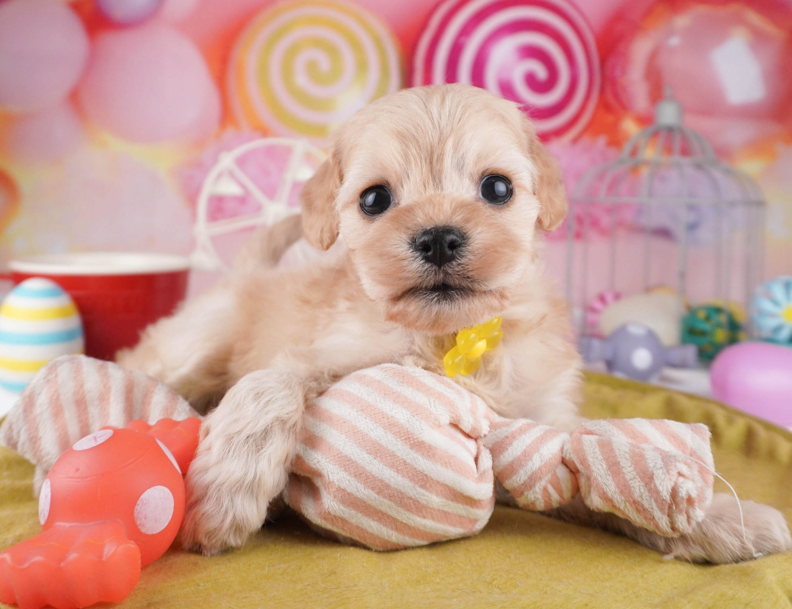 コッカープー | 女の子 | クリーム | 2025年12月31日