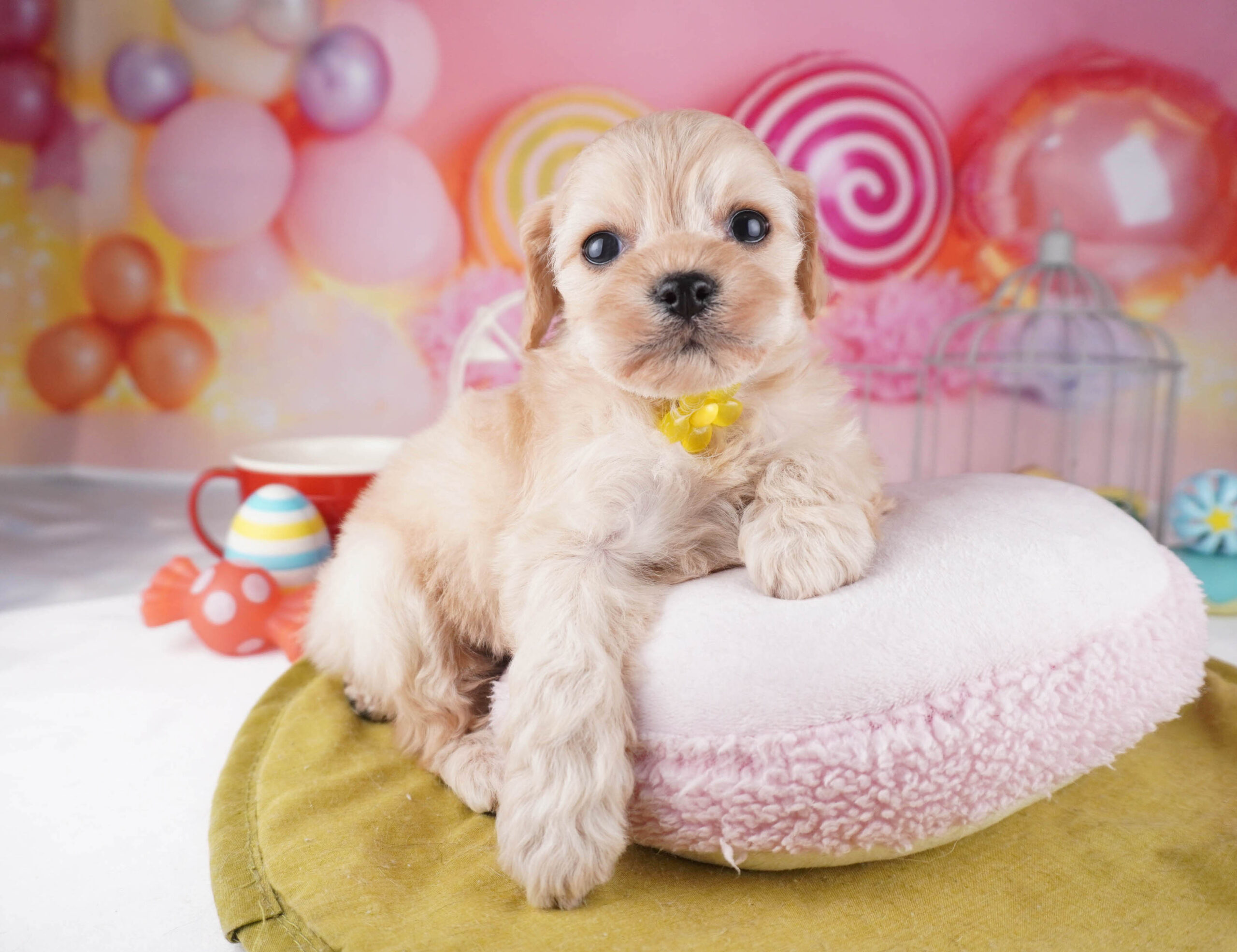 コッカープー | 女の子 | クリーム | 2025年12月31日