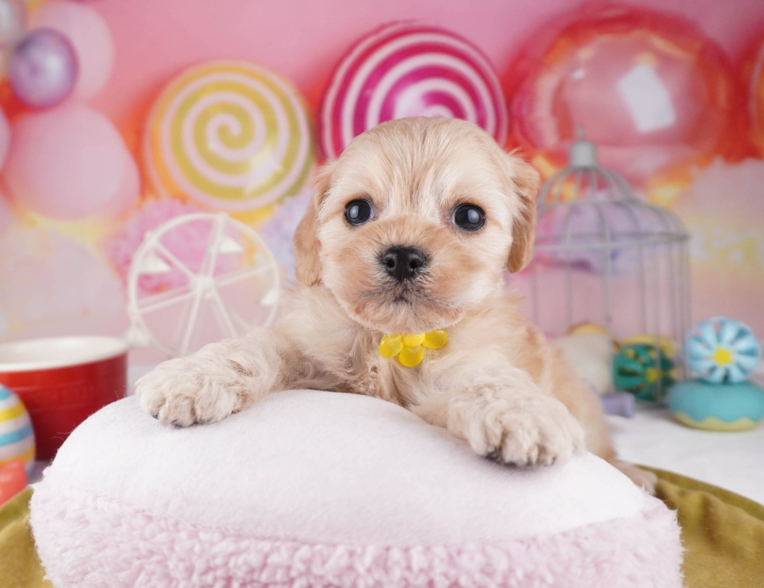 コッカープー | 女の子 | クリーム | 2025年12月31日