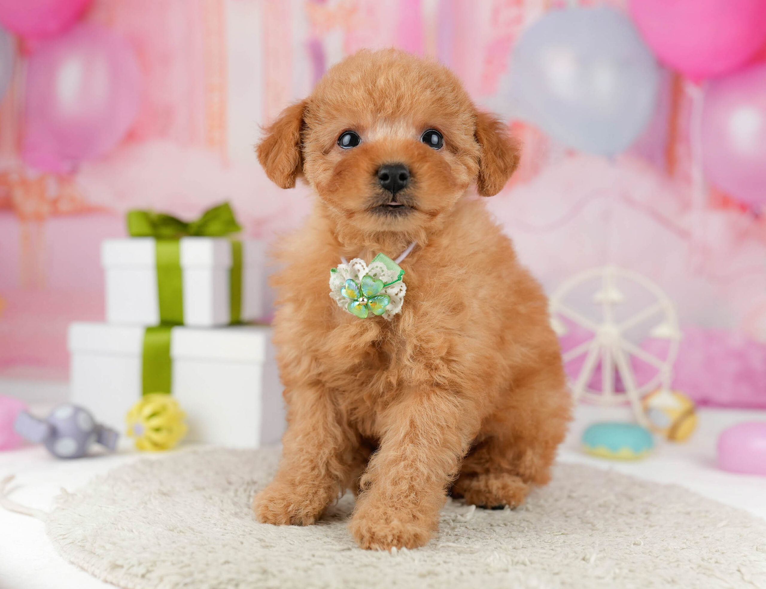 トイ・プードル | 男の子 | レッド | 2026年1月1日