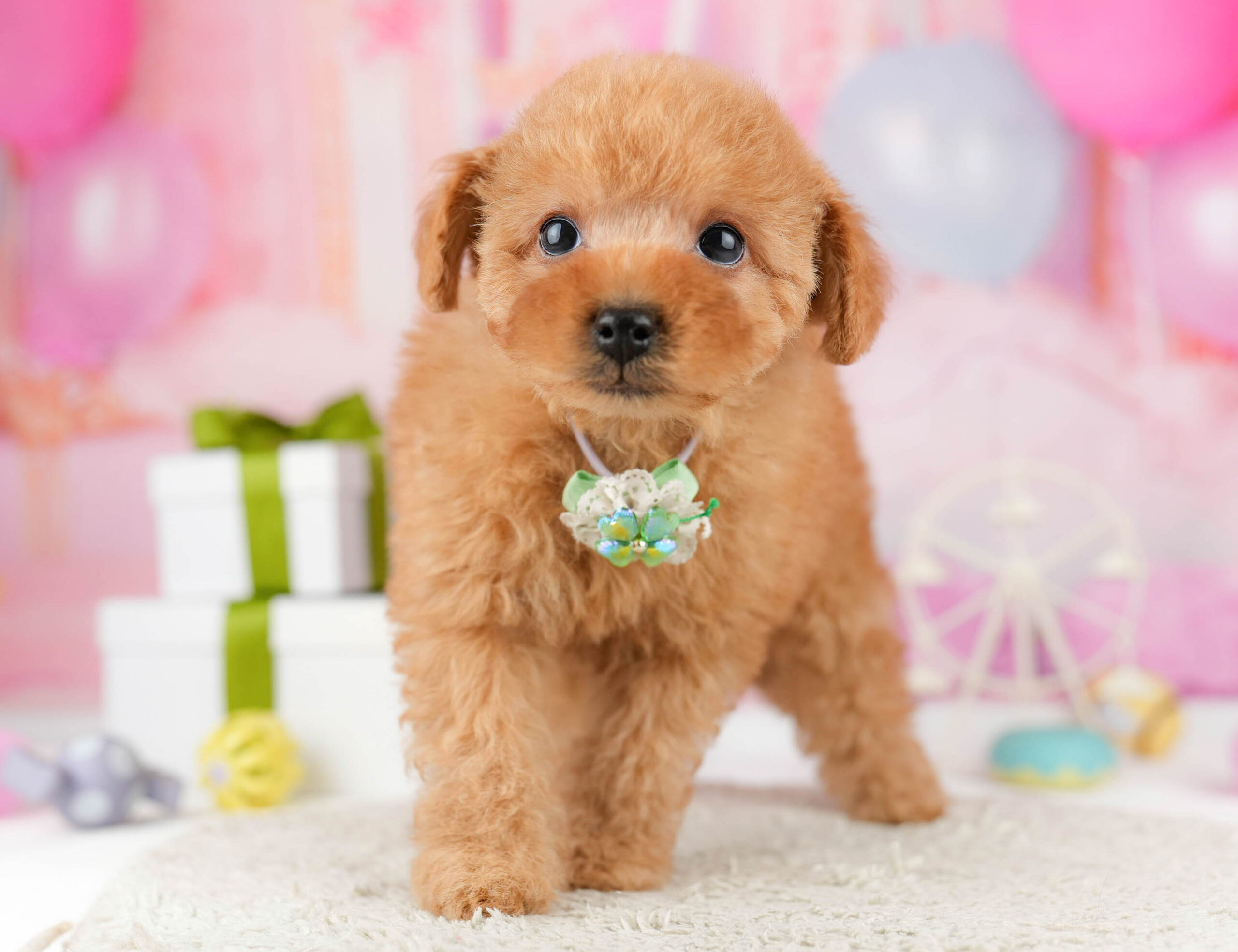 トイ・プードル | 男の子 | レッド | 2026年1月1日