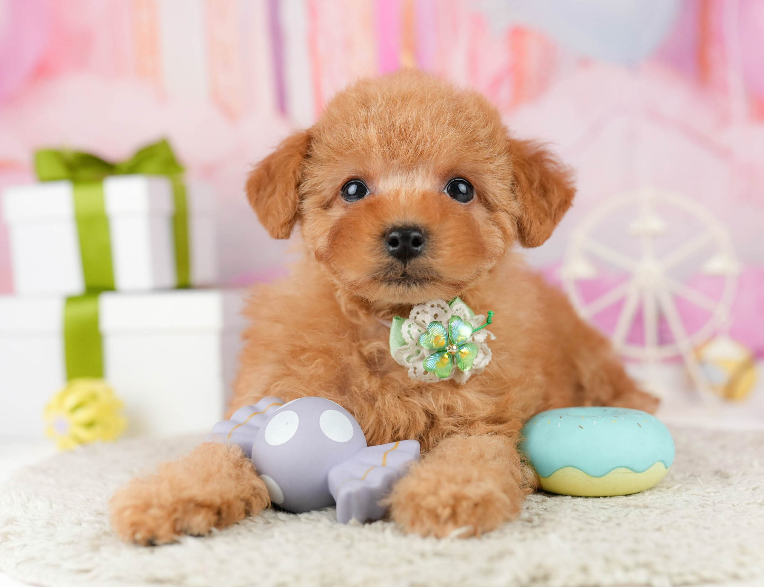 トイ・プードル | 男の子 | レッド | 2026年1月1日