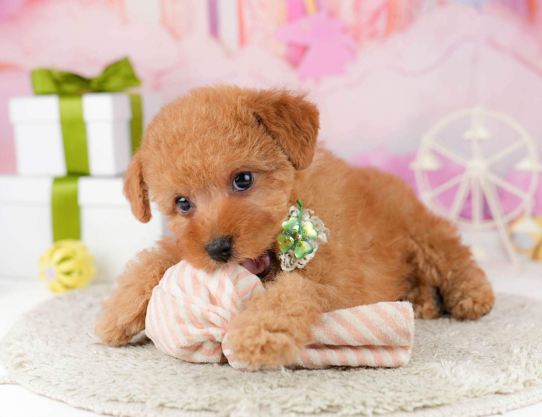 トイ・プードル | 男の子 | レッド | 2026年1月1日