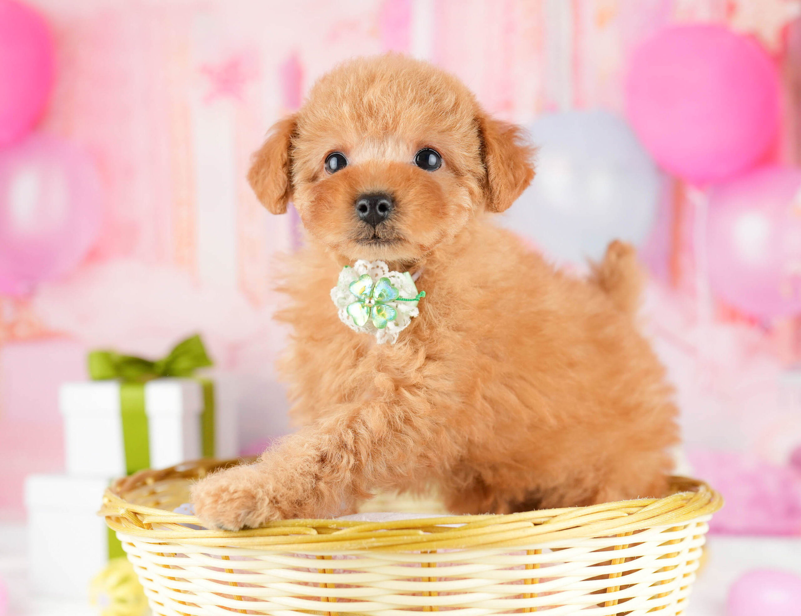 トイ・プードル | 男の子 | レッド | 2026年1月1日