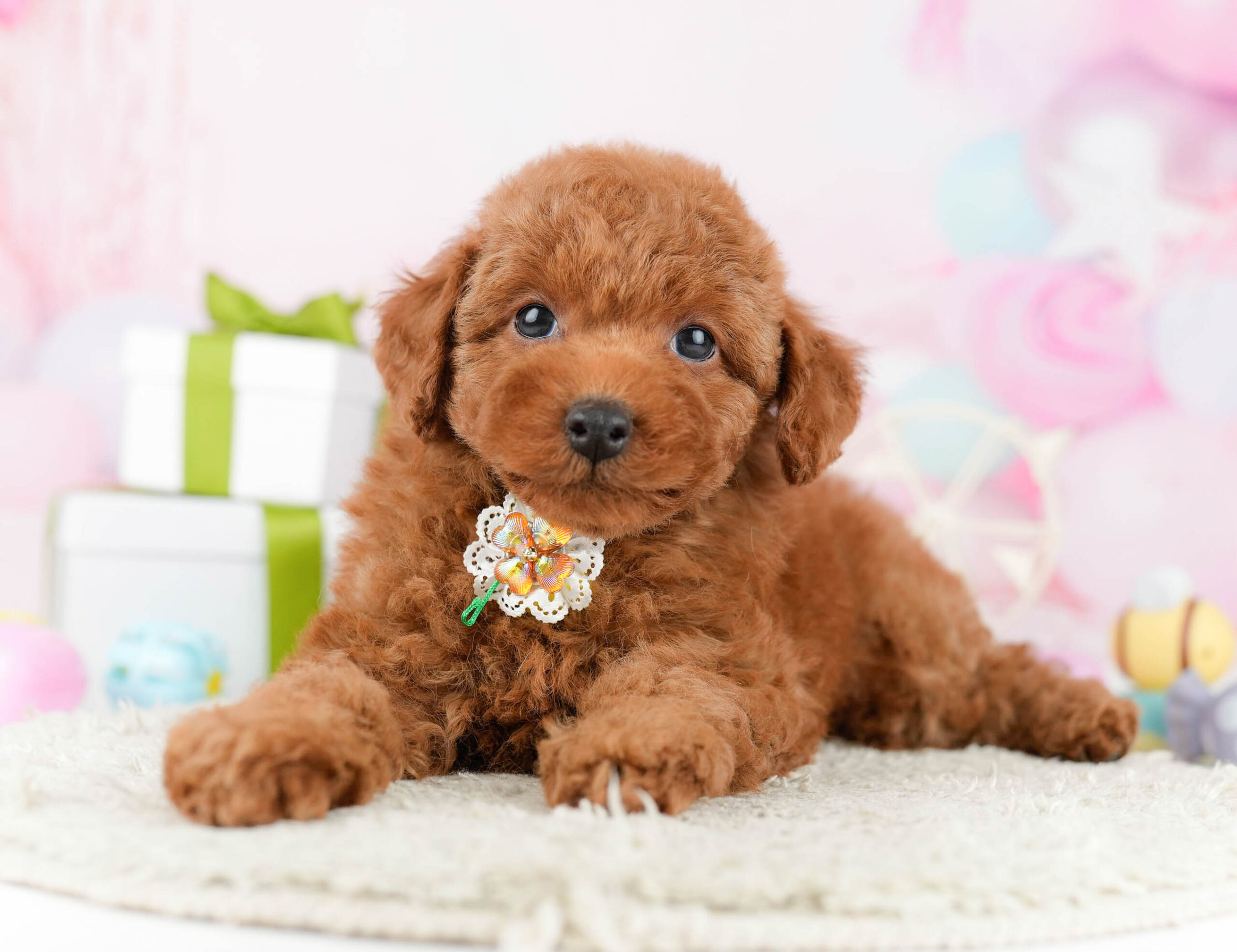 トイ・プードル | 男の子 | レッド | 2026年1月1日